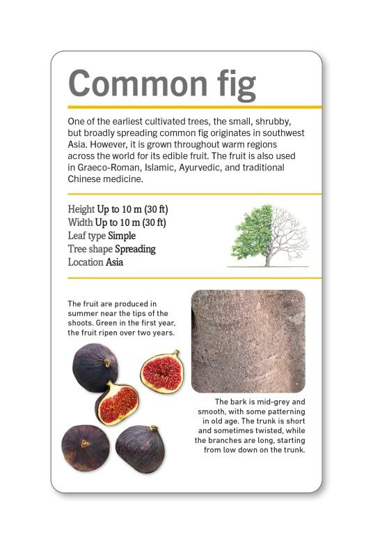 our world in pictures - trees of the world flash cards