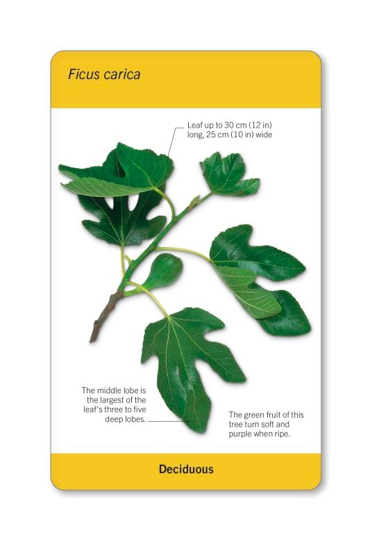 our world in pictures - trees of the world flash cards