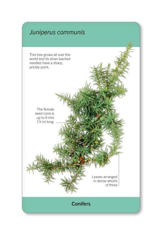 our world in pictures - trees of the world flash cards