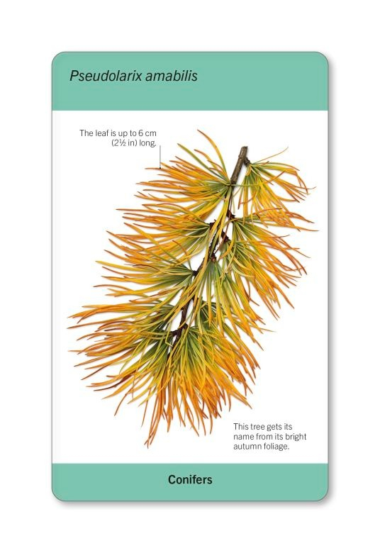 our world in pictures - trees of the world flash cards