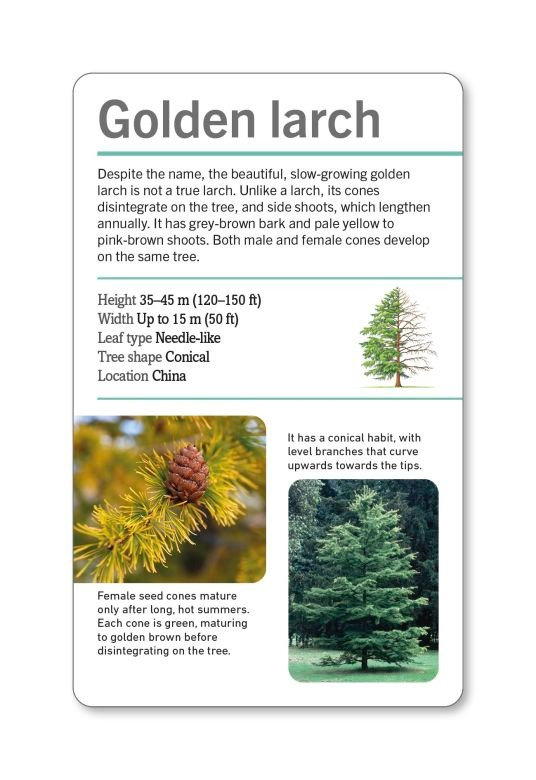 our world in pictures - trees of the world flash cards