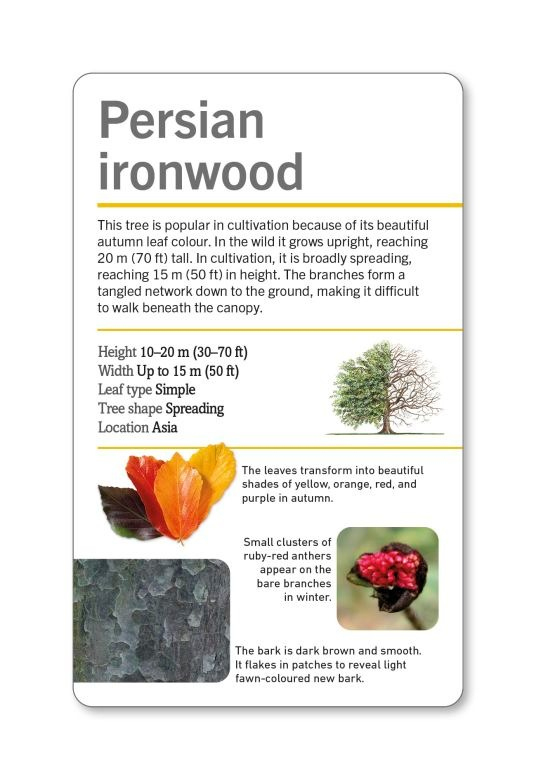 our world in pictures - trees of the world flash cards