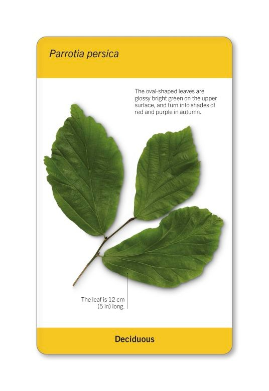 our world in pictures - trees of the world flash cards