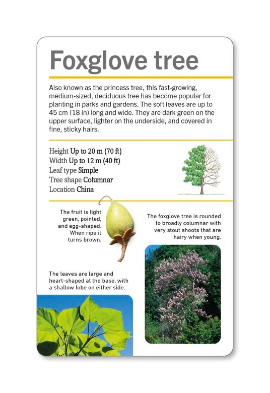 our world in pictures - trees of the world flash cards