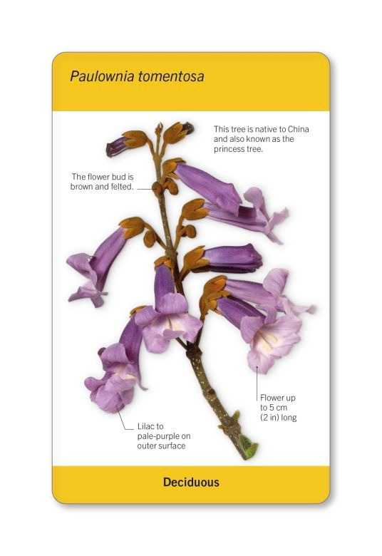 our world in pictures - trees of the world flash cards