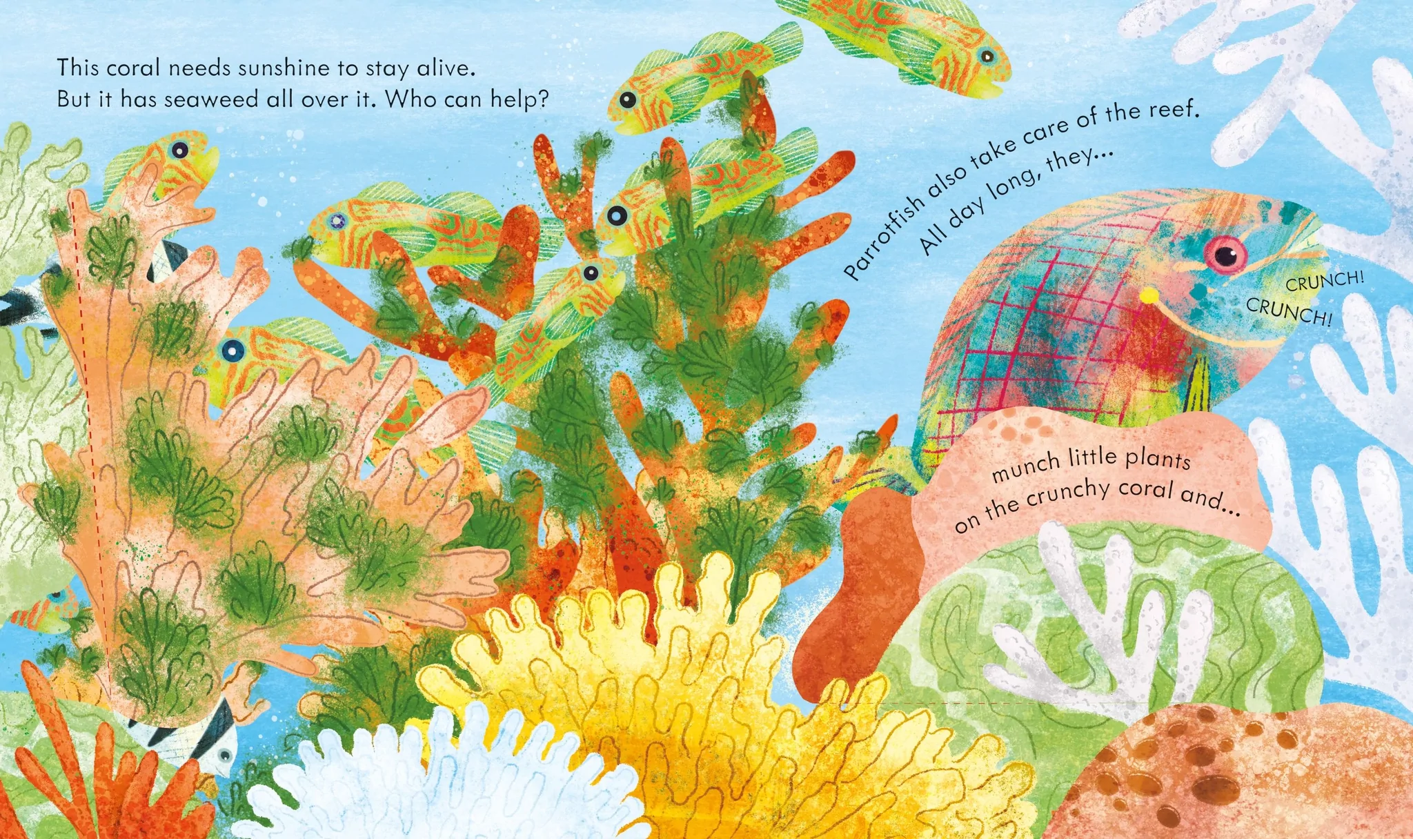 peep inside a coral reef