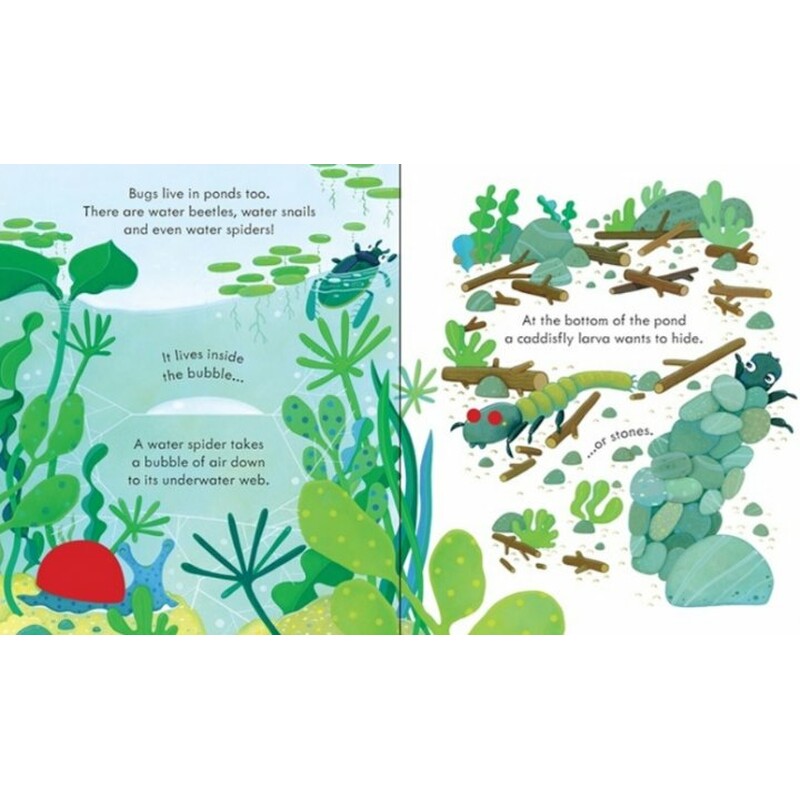 peep inside bug homes