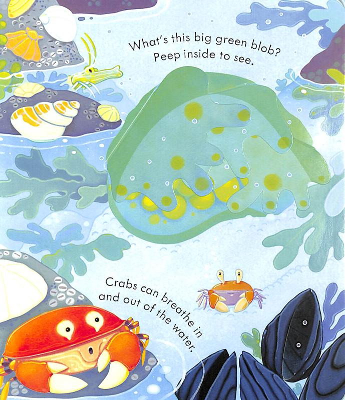 peep inside the seashore