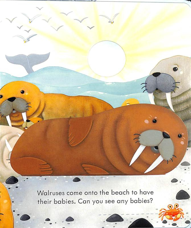 peep inside the seashore