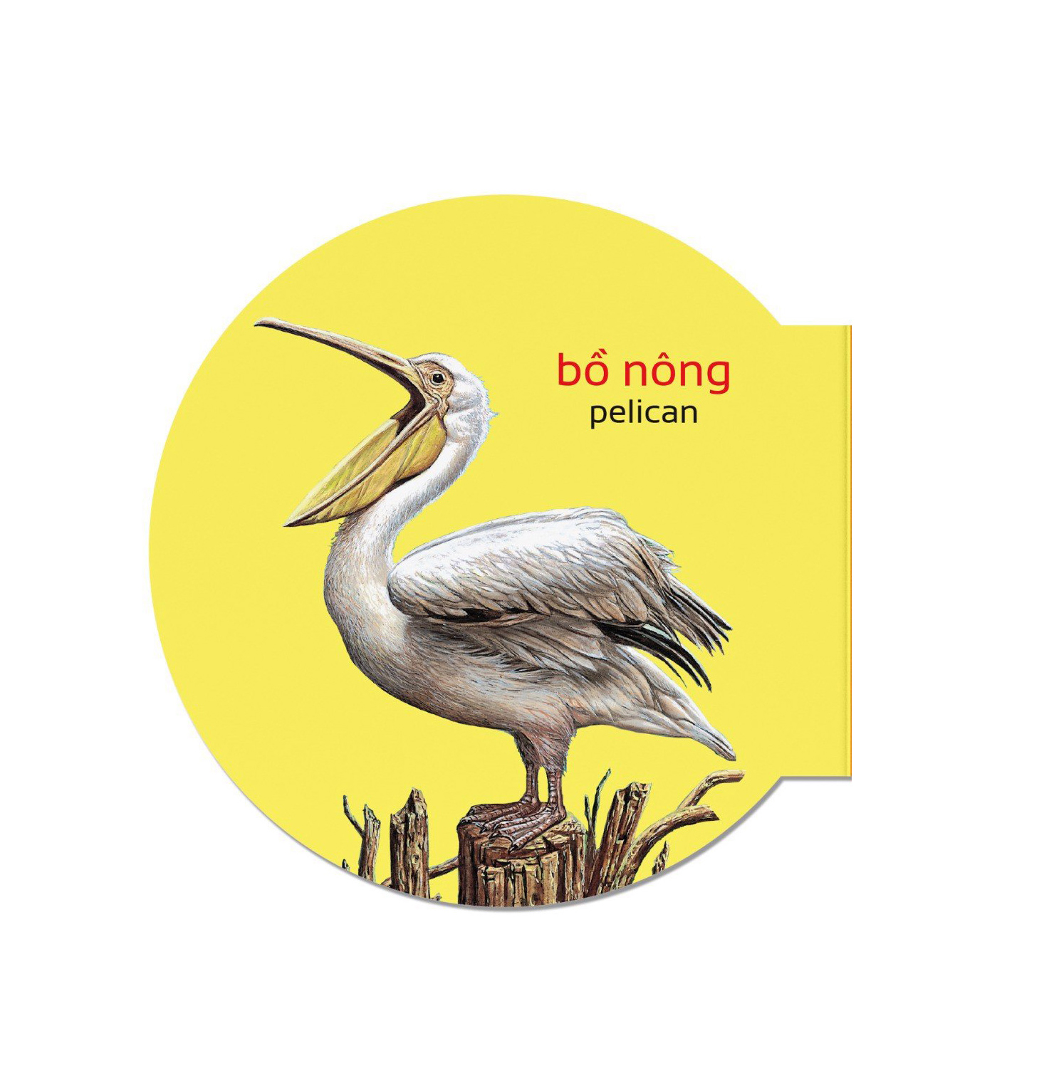 picture dictionary - từ điển bằng hình - domestic animals - động vật nuôi - bìa cứng (tái bản 2023)