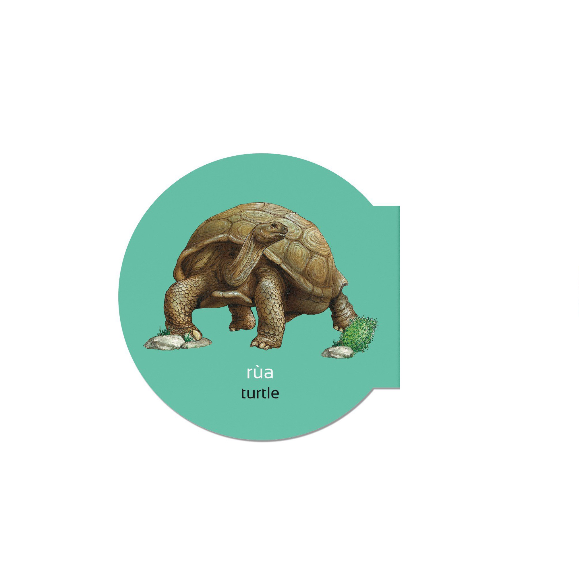 picture dictionary - từ điển bằng hình - insect and reptile - côn trùng và bò sát - bìa cứng