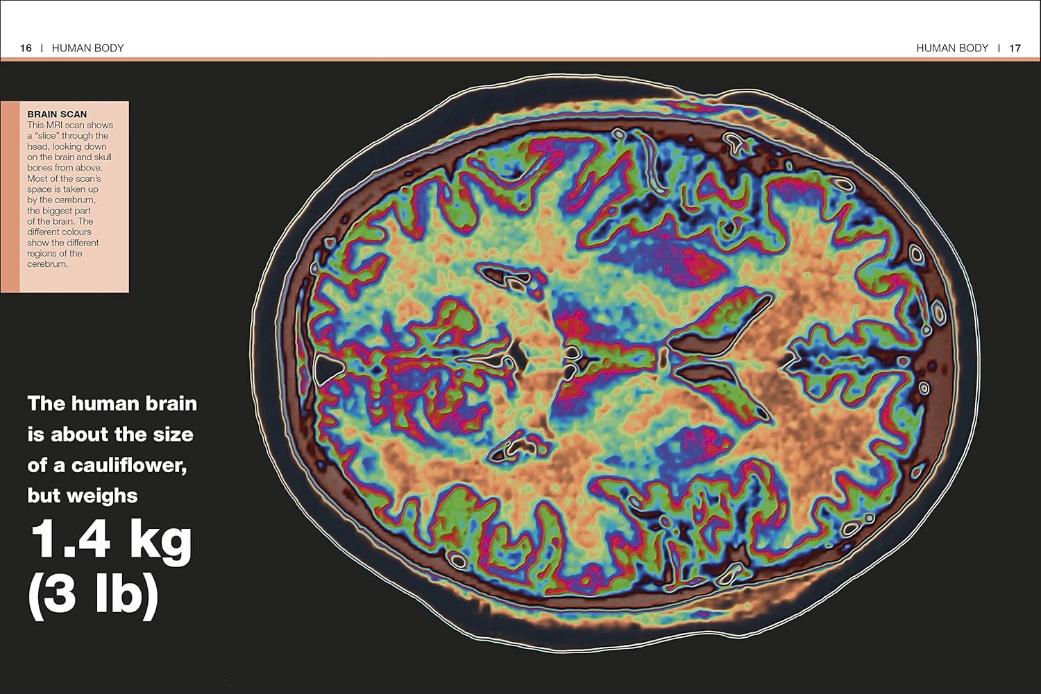 pocket eyewitness human body - facts at your fingertips