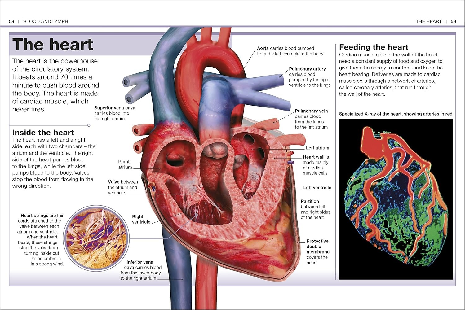 pocket eyewitness human body - facts at your fingertips