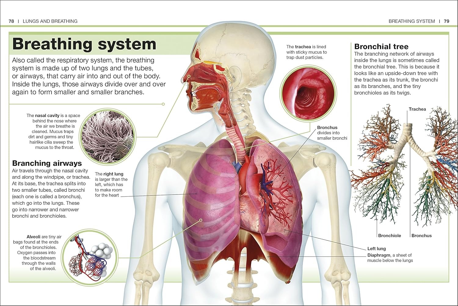 pocket eyewitness human body - facts at your fingertips
