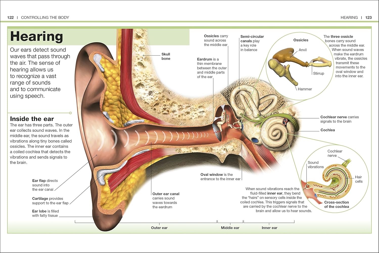 pocket eyewitness human body - facts at your fingertips