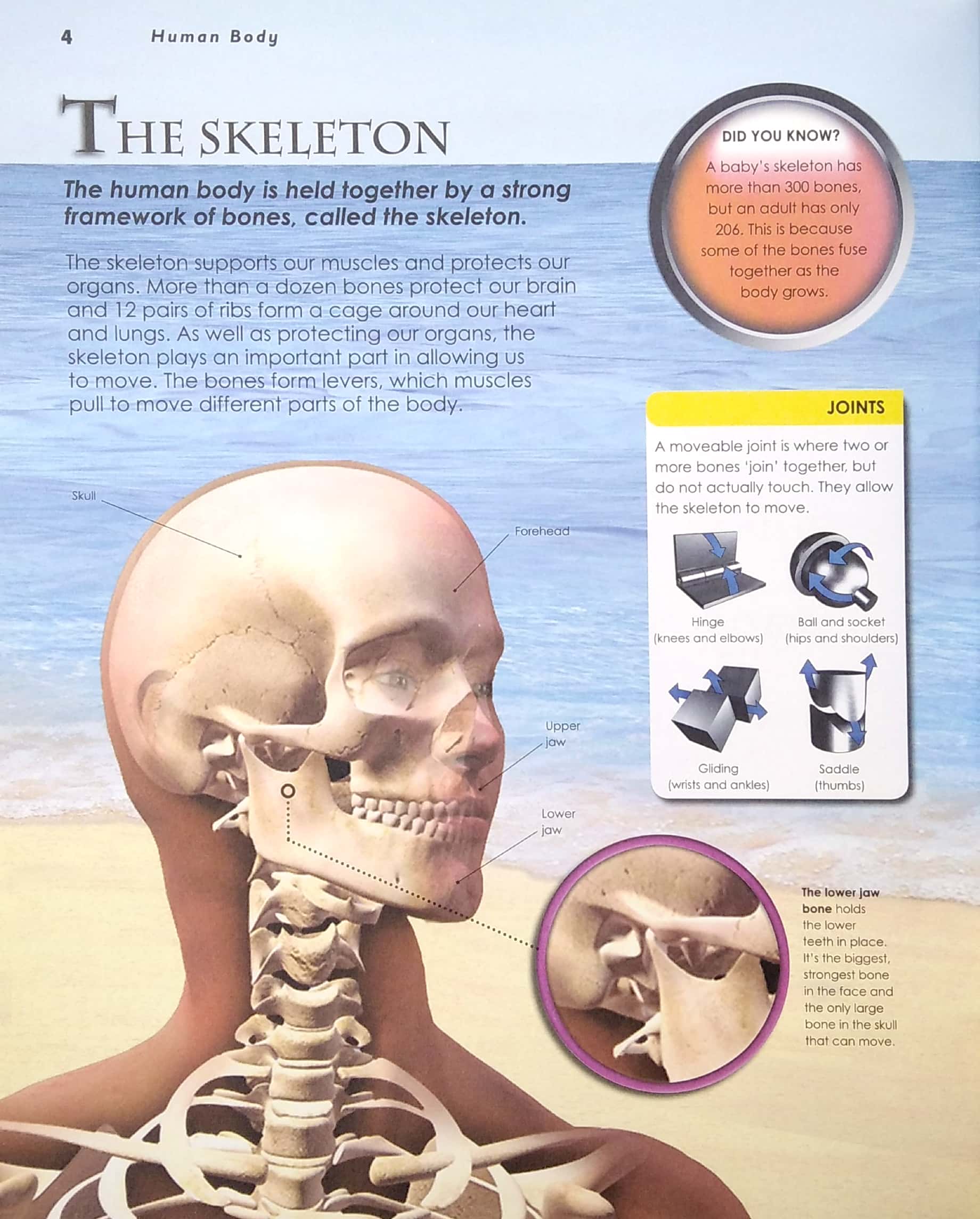 primary explorers: human body