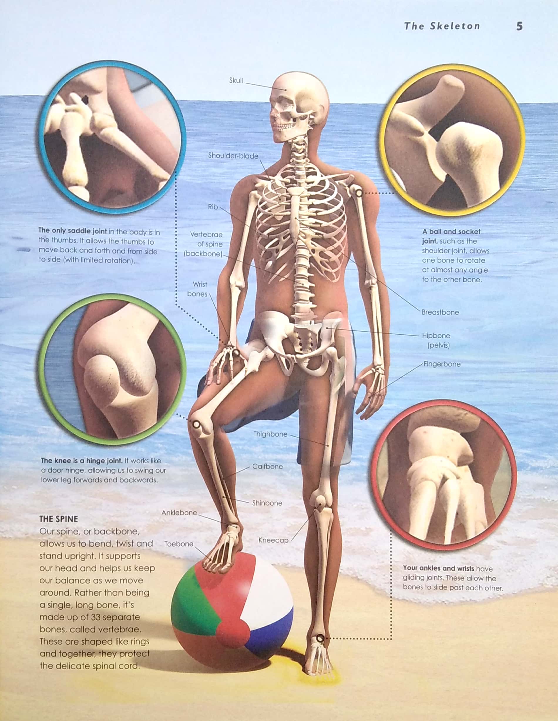 primary explorers: human body