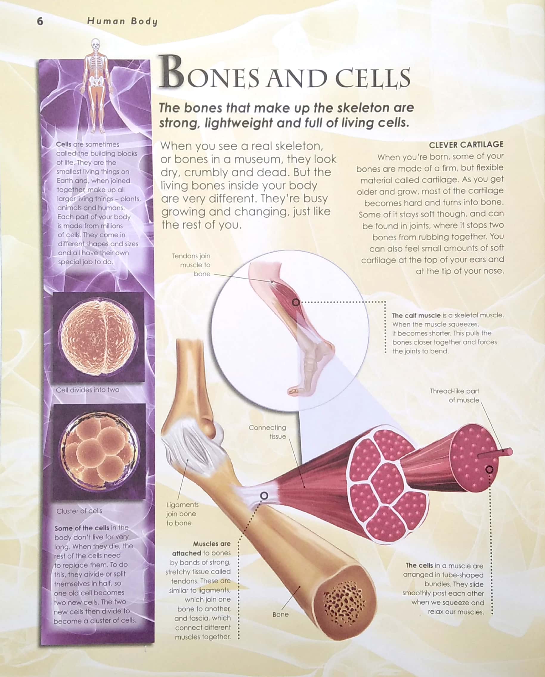 primary explorers: human body