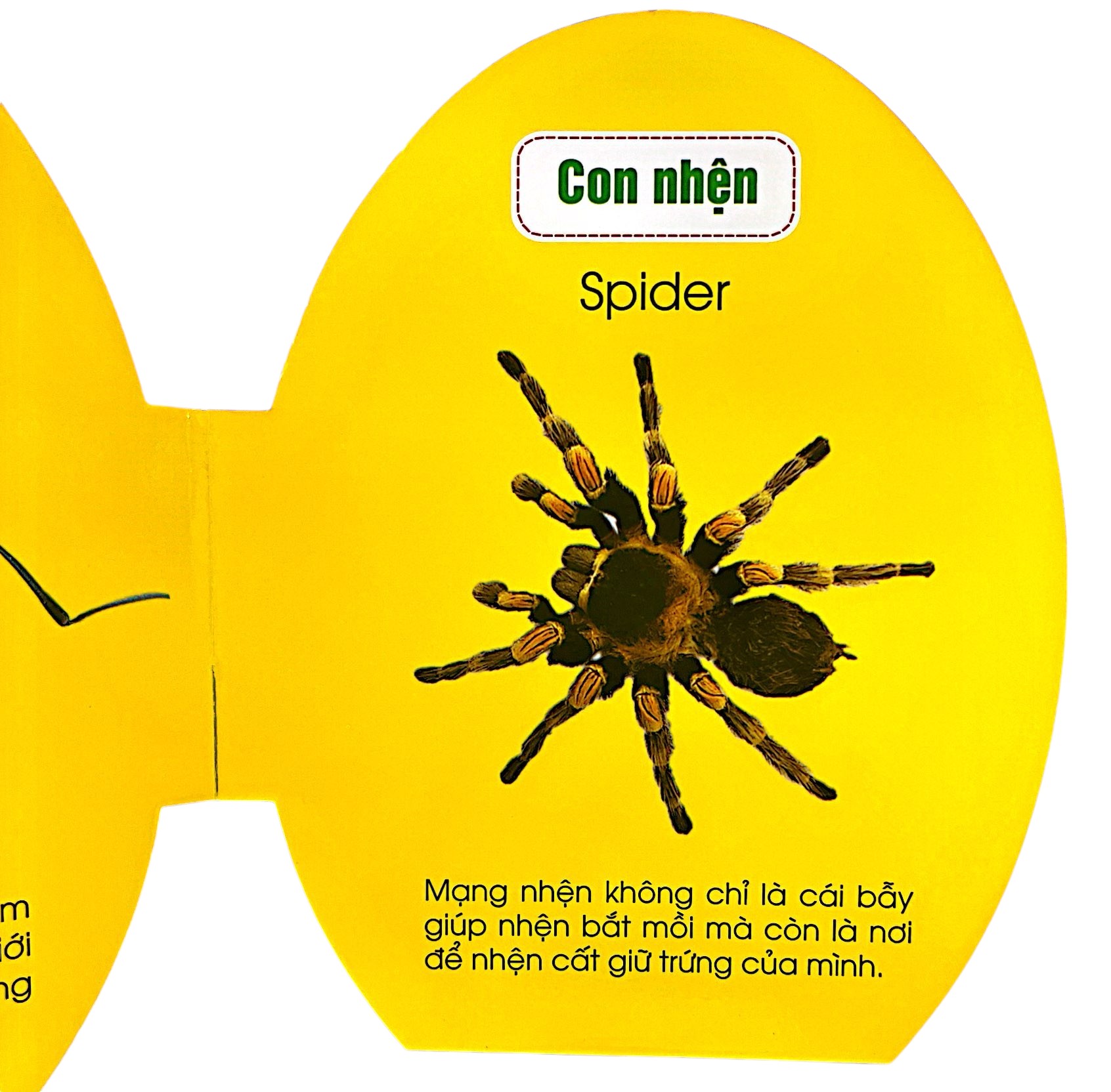 quả trứng đáng yêu của bé - côn trùng