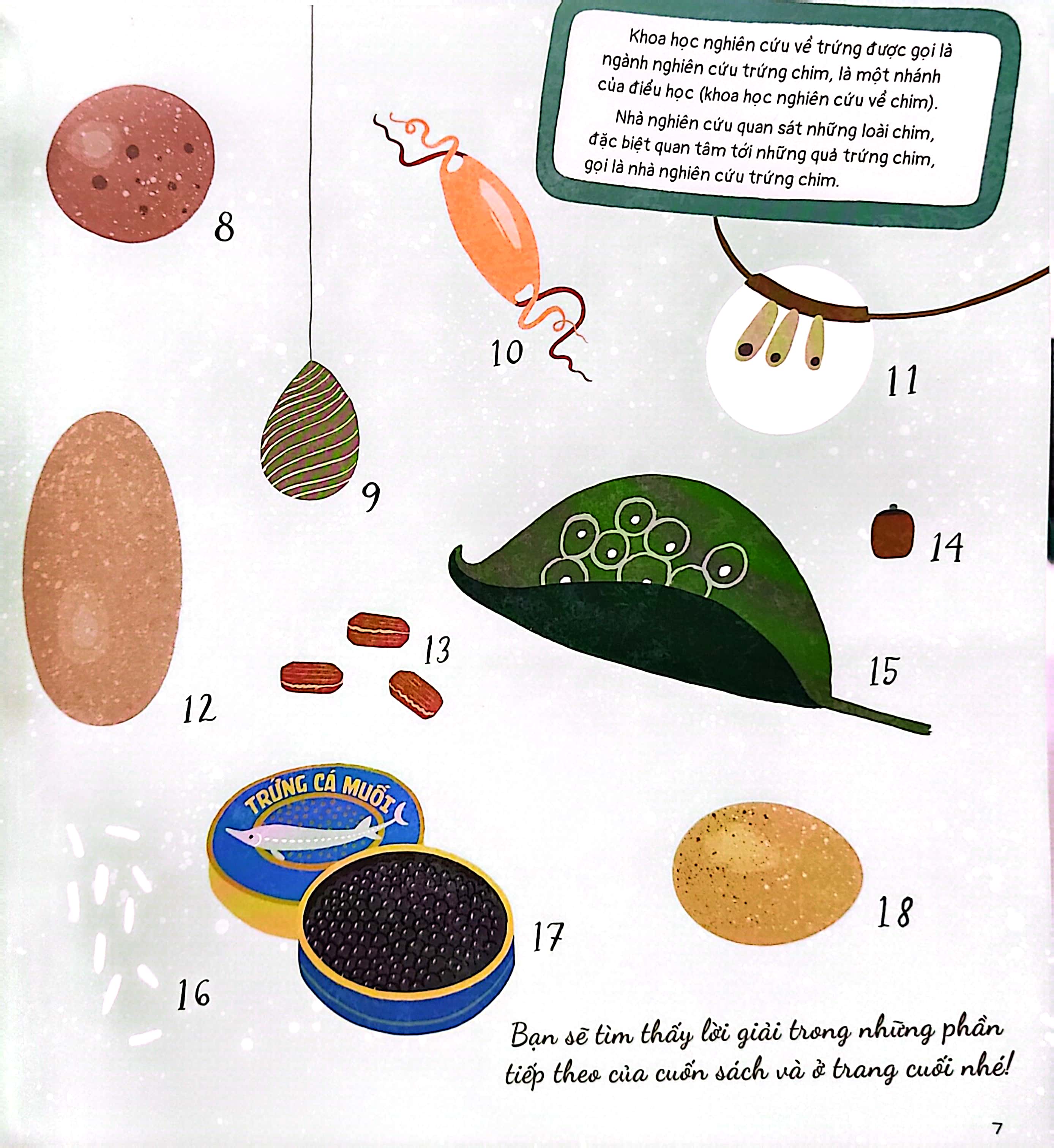quả trứng và hơn thế nữa - dưới góc nhìn sinh học và văn hóa, kèm theo các trò chơi và thực hành thú vị