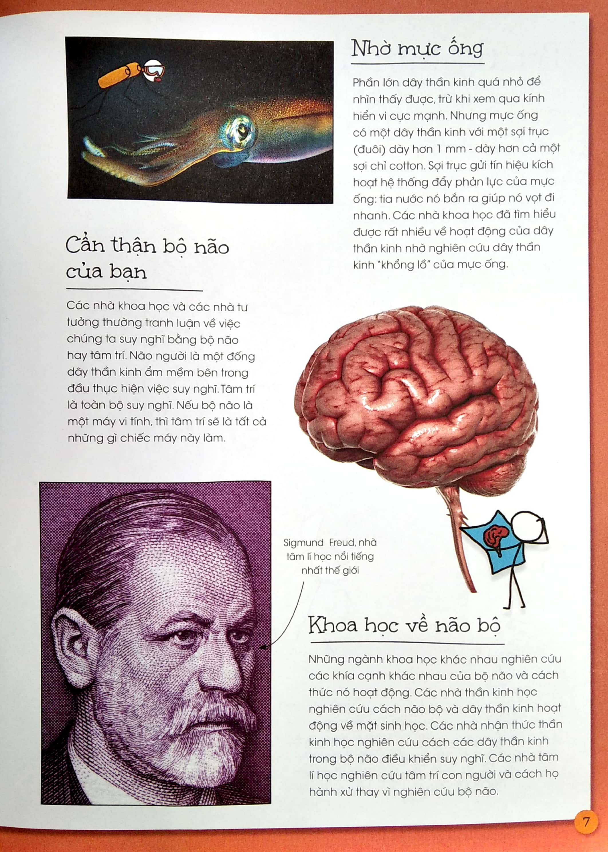 que que thích khám phá: bộ não thông thái - và hệ thống dây thần kinh bận rộn