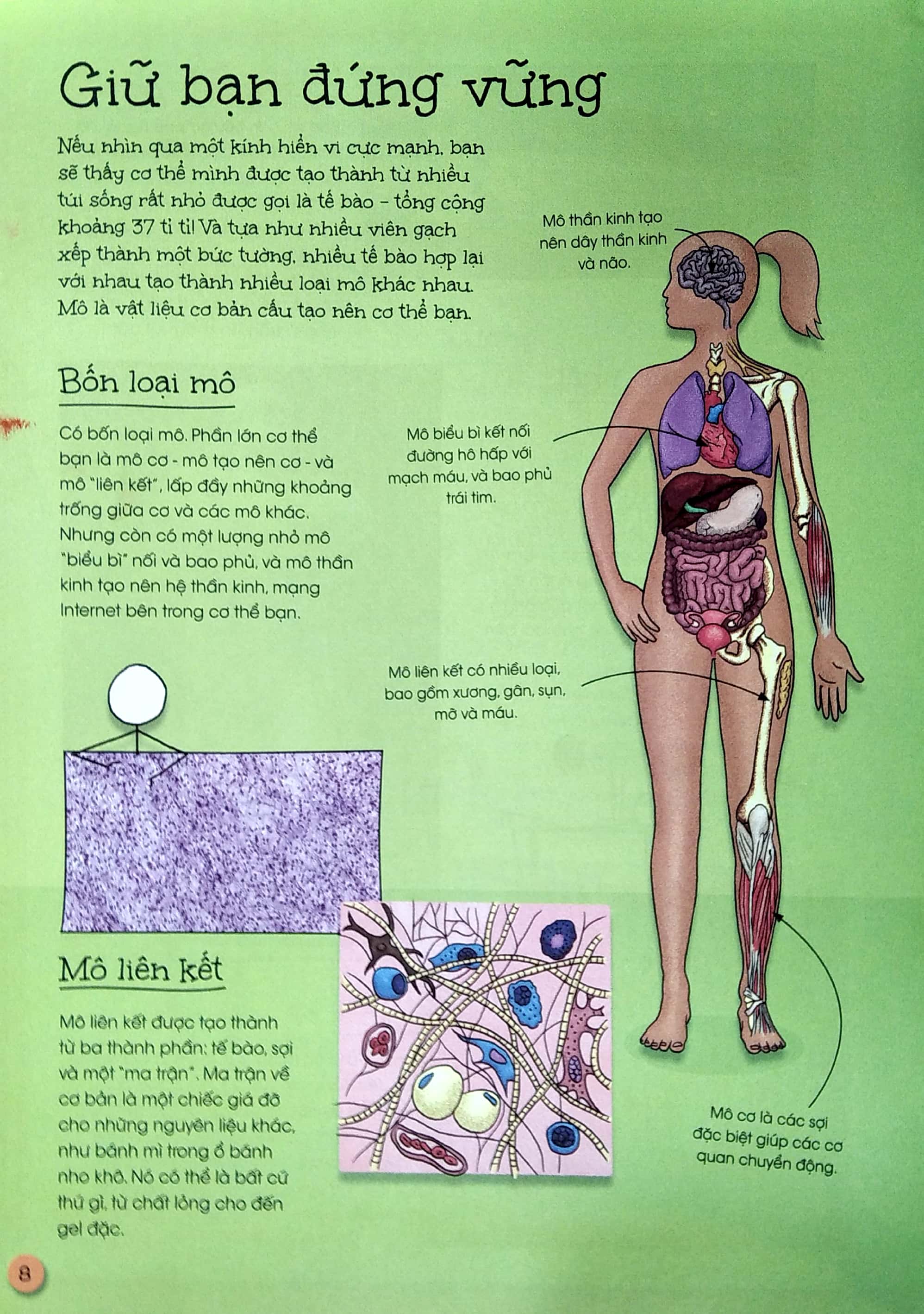 que que thích khám phá: cơ xương chắc khỏe - giữ bạn đứng vững và giúp bạn mạnh mẽ