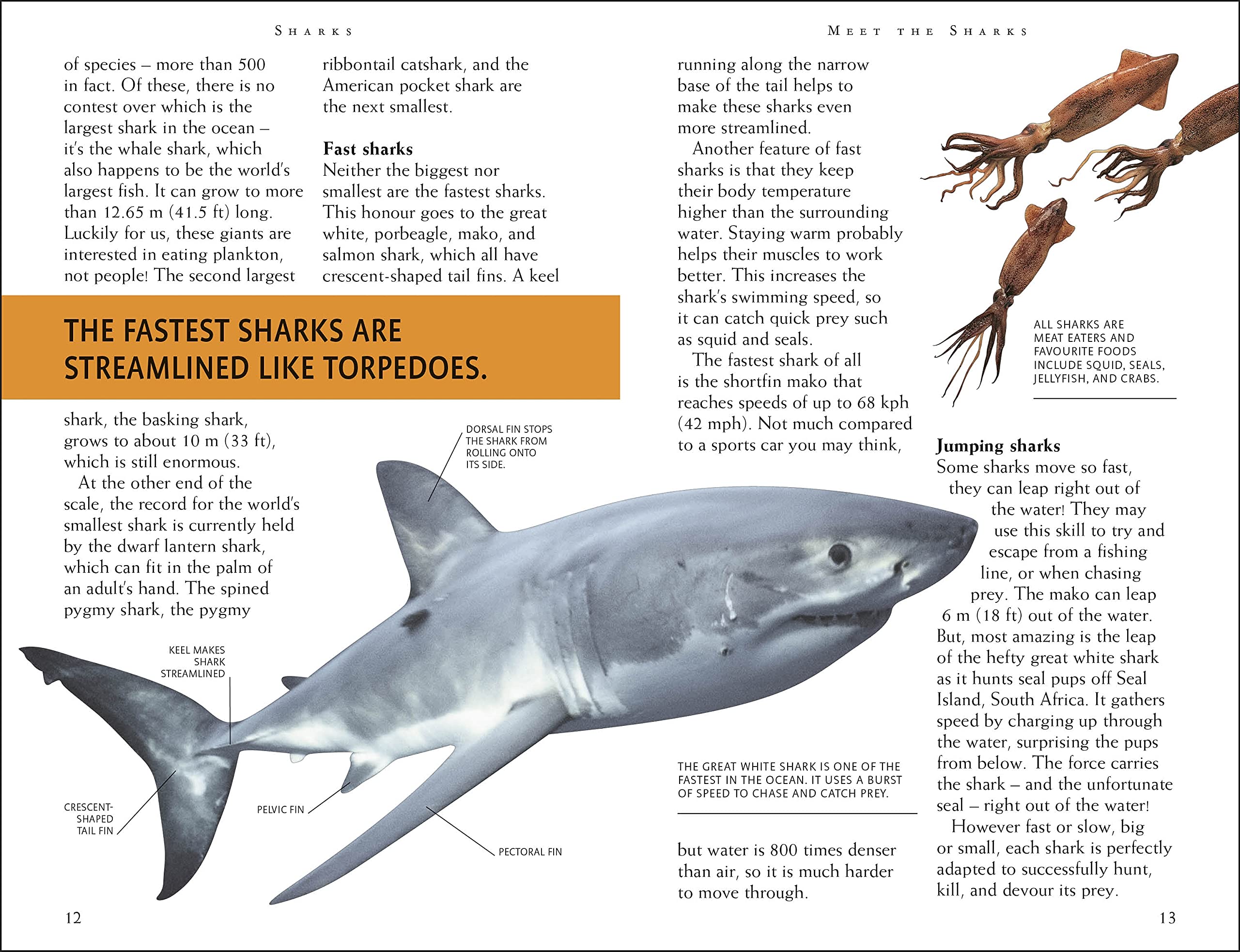 riveting reads for curious kids - sharks
