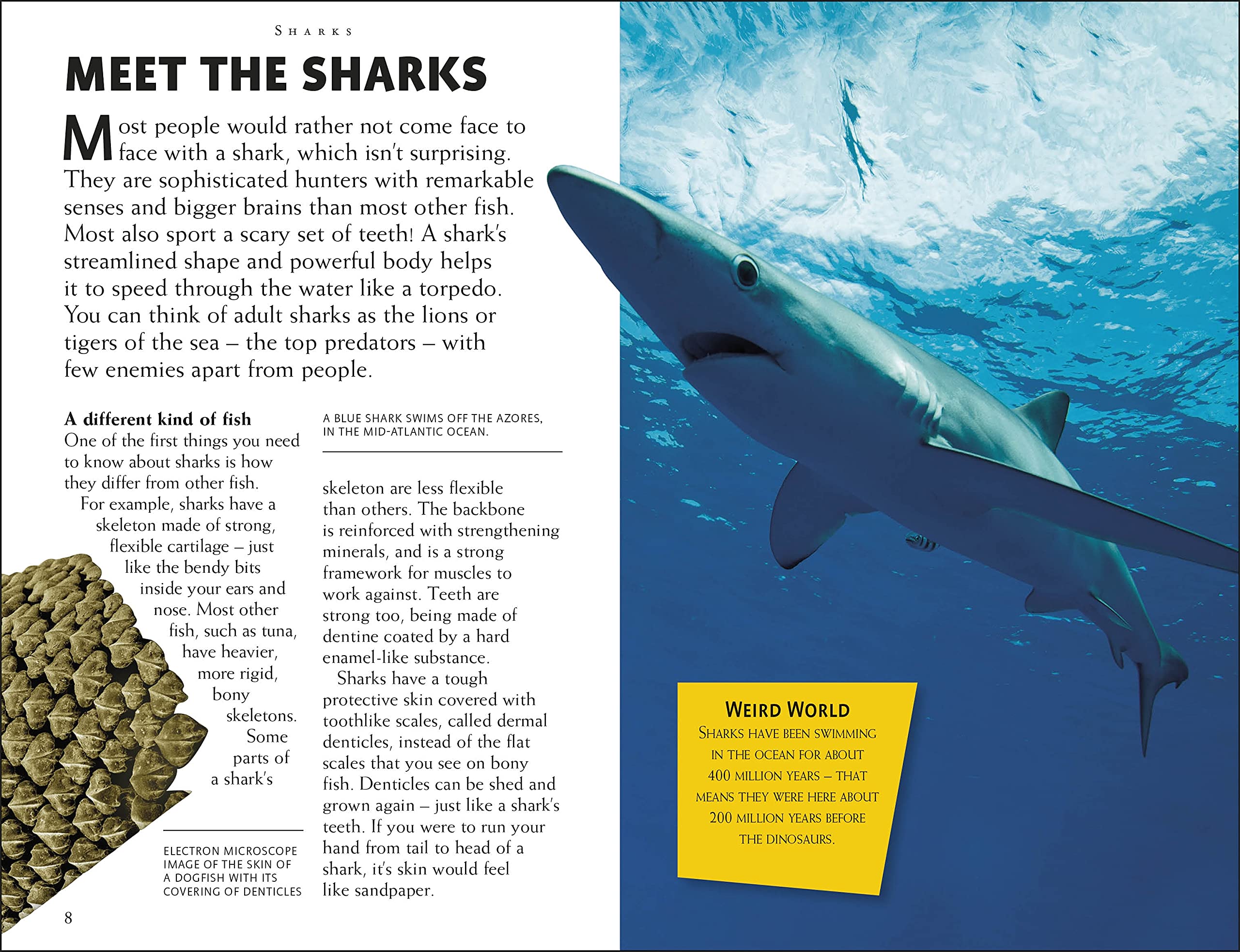riveting reads for curious kids - sharks