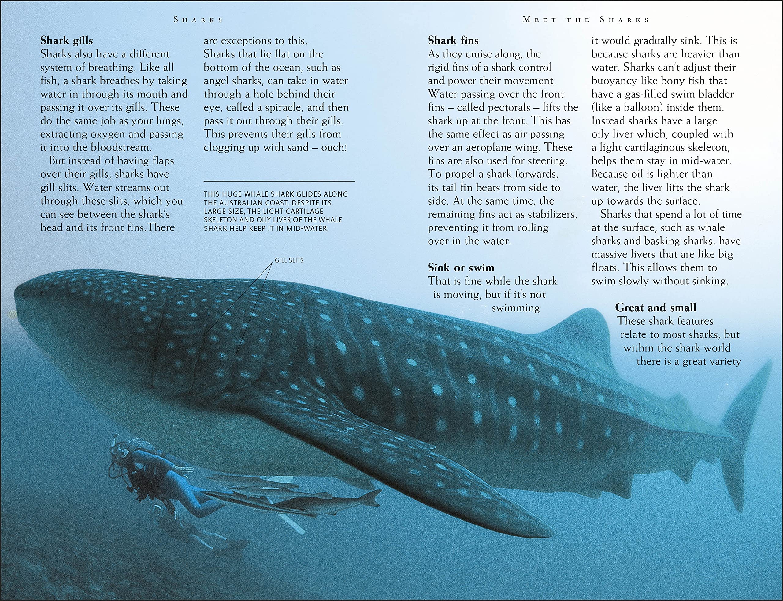 riveting reads for curious kids - sharks