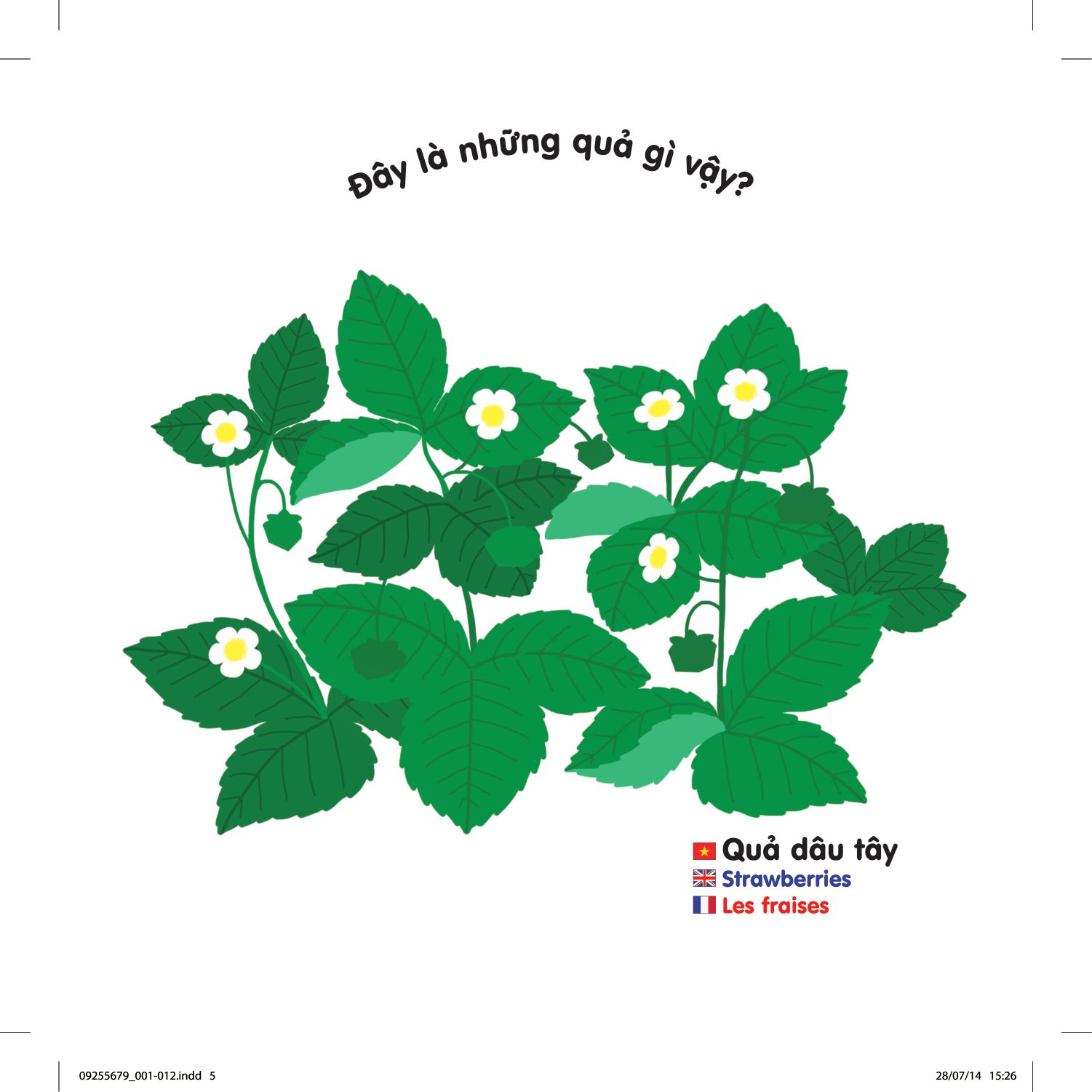 sách chuyển động thông minh đa ngữ việt - anh - pháp: các loại hoa quả - fruits - les fruits (tái bản)