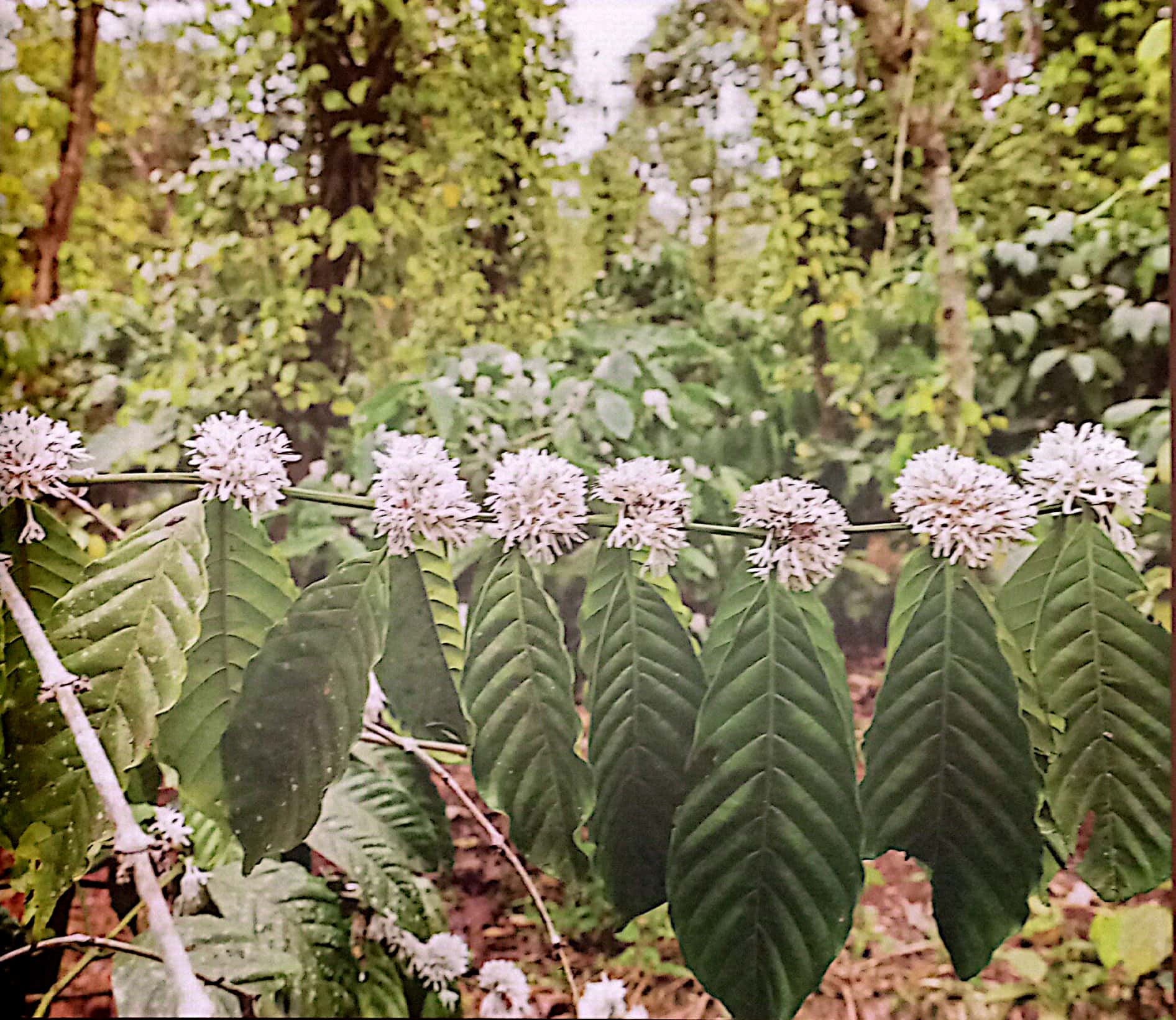saigon cà phê - bìa cứng (tái bản 2024)