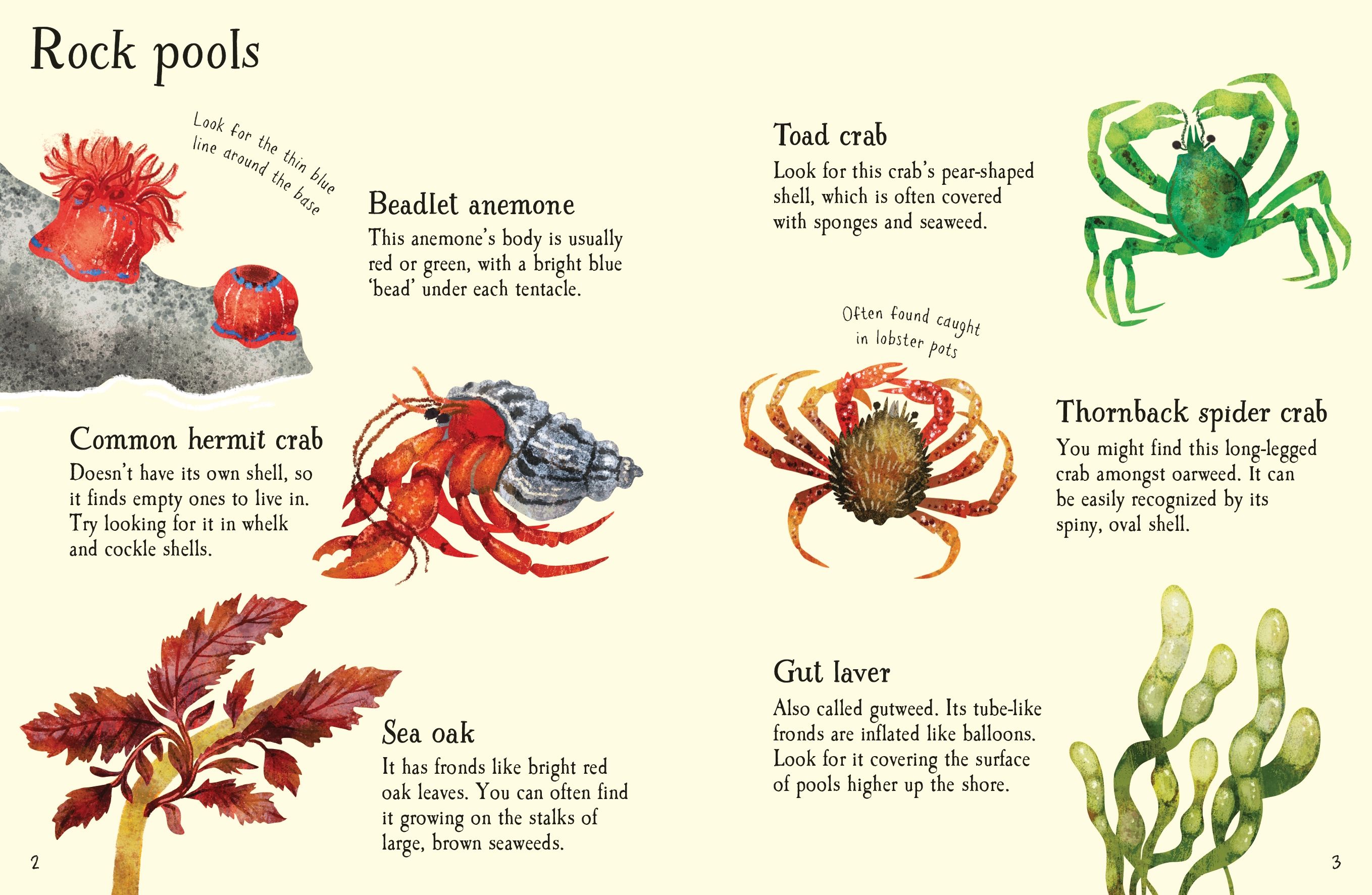 seashore life to spot