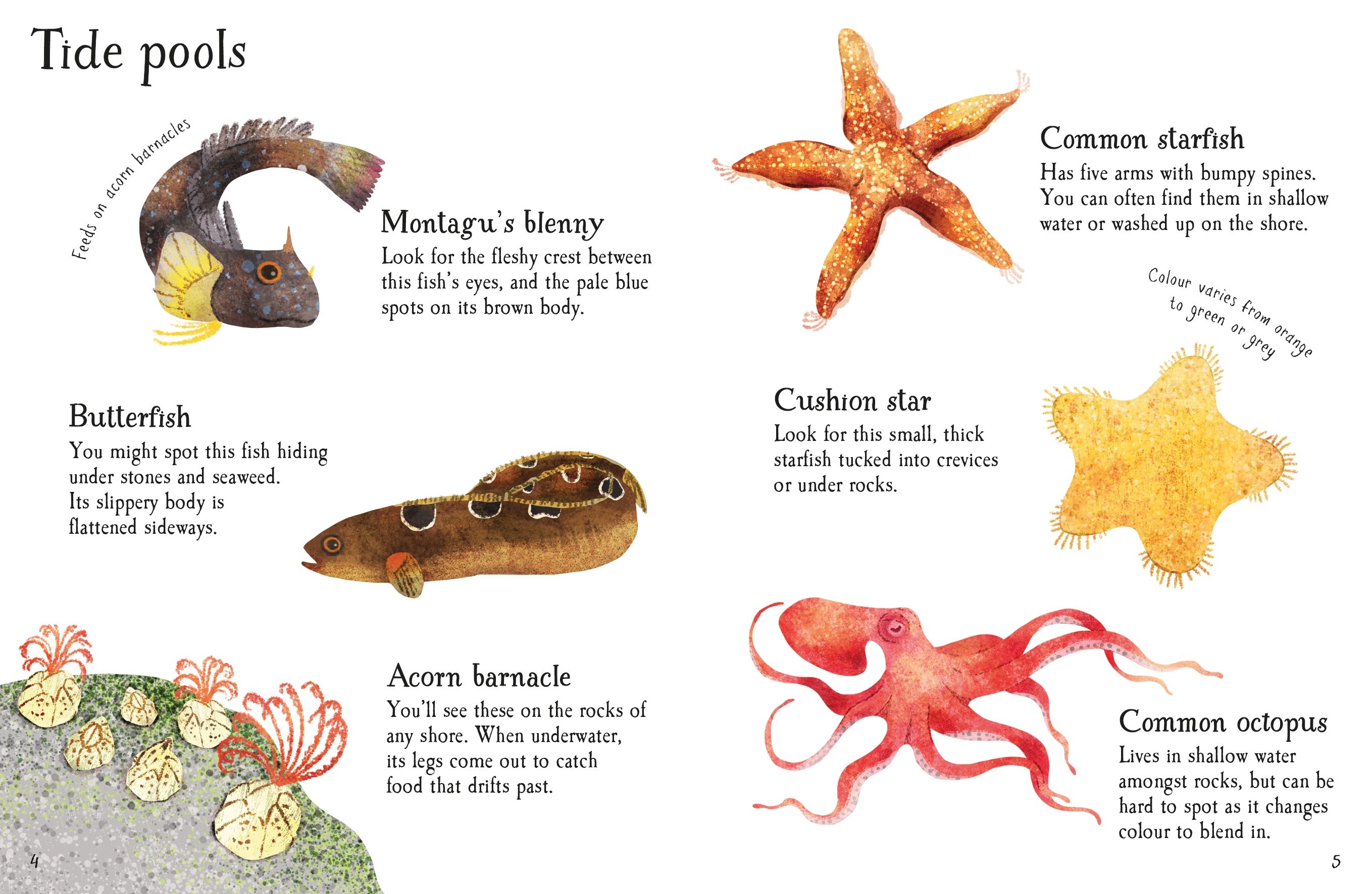 seashore life to spot