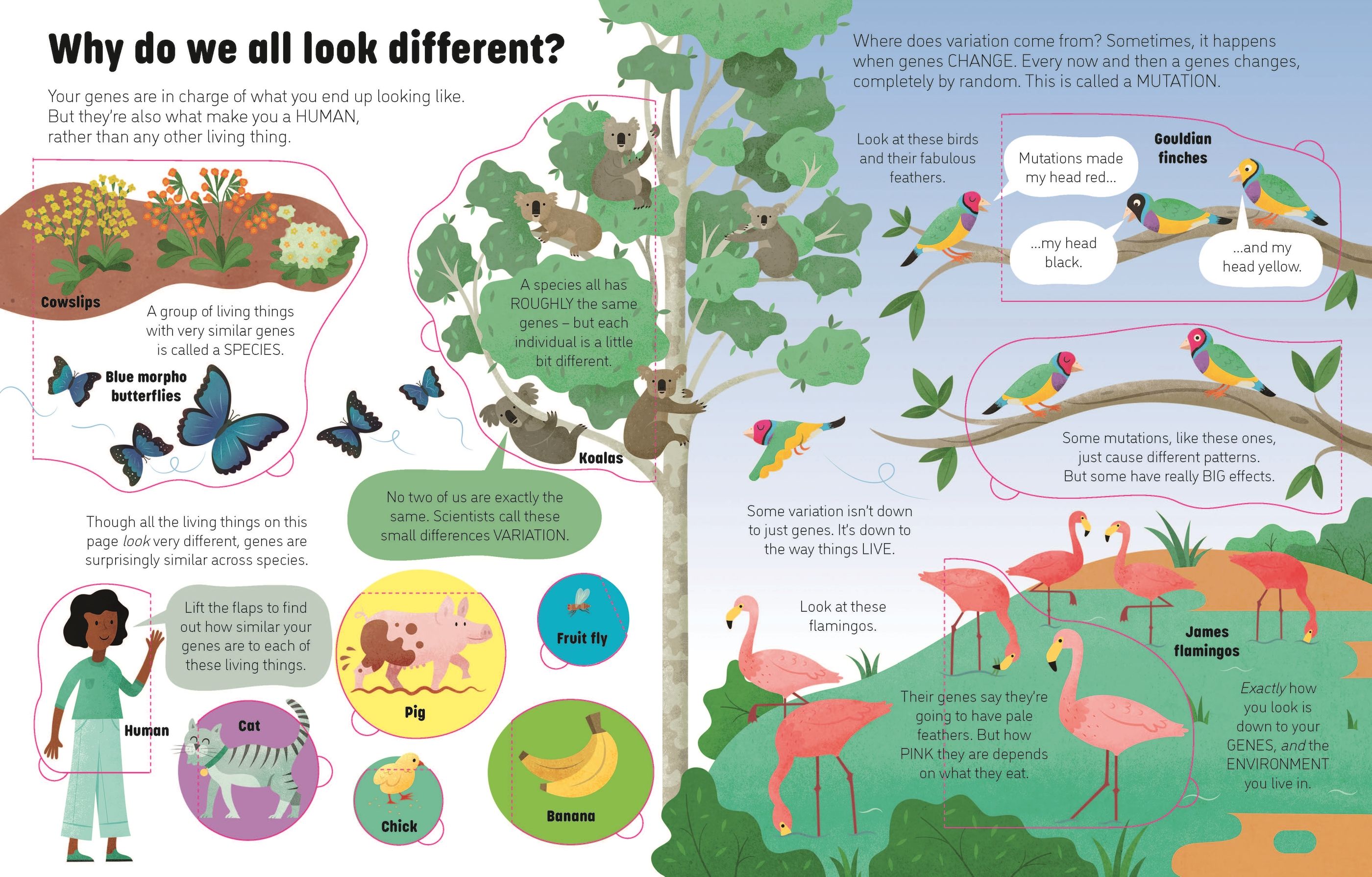 see inside genes and dna