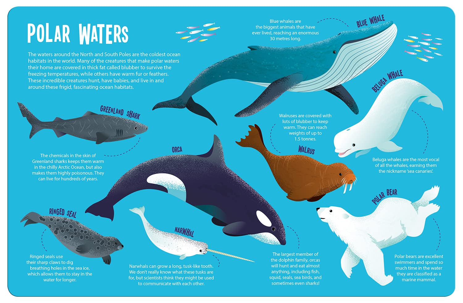 seek and find searchlight - ocean animals