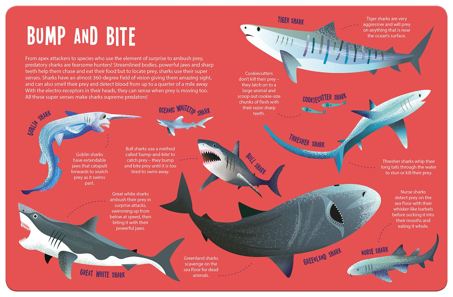 seek and find sharks (seek & find - searchlight books)