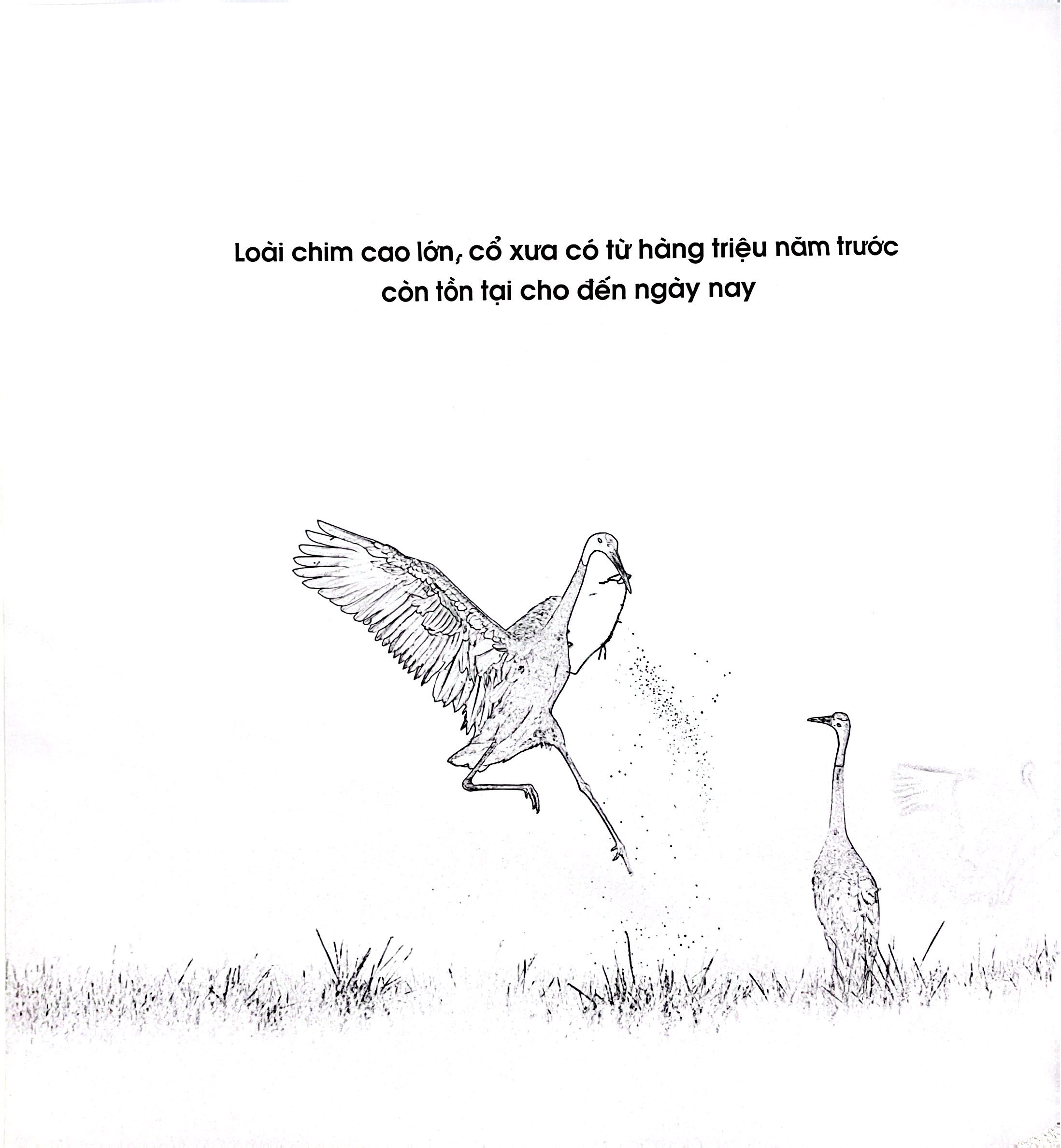 Seu Dau Do - Bia Cung