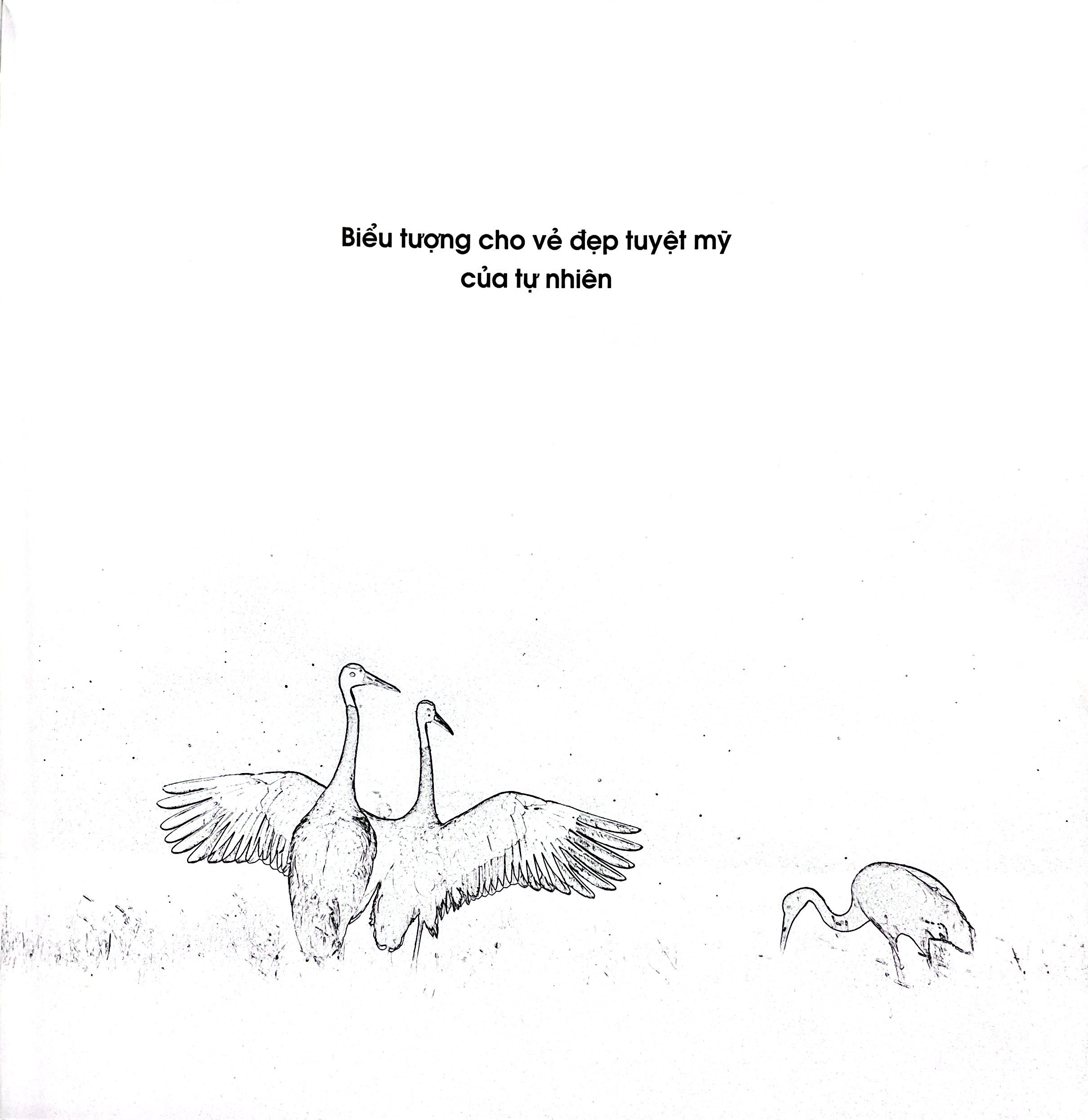 Seu Dau Do - Bia Cung