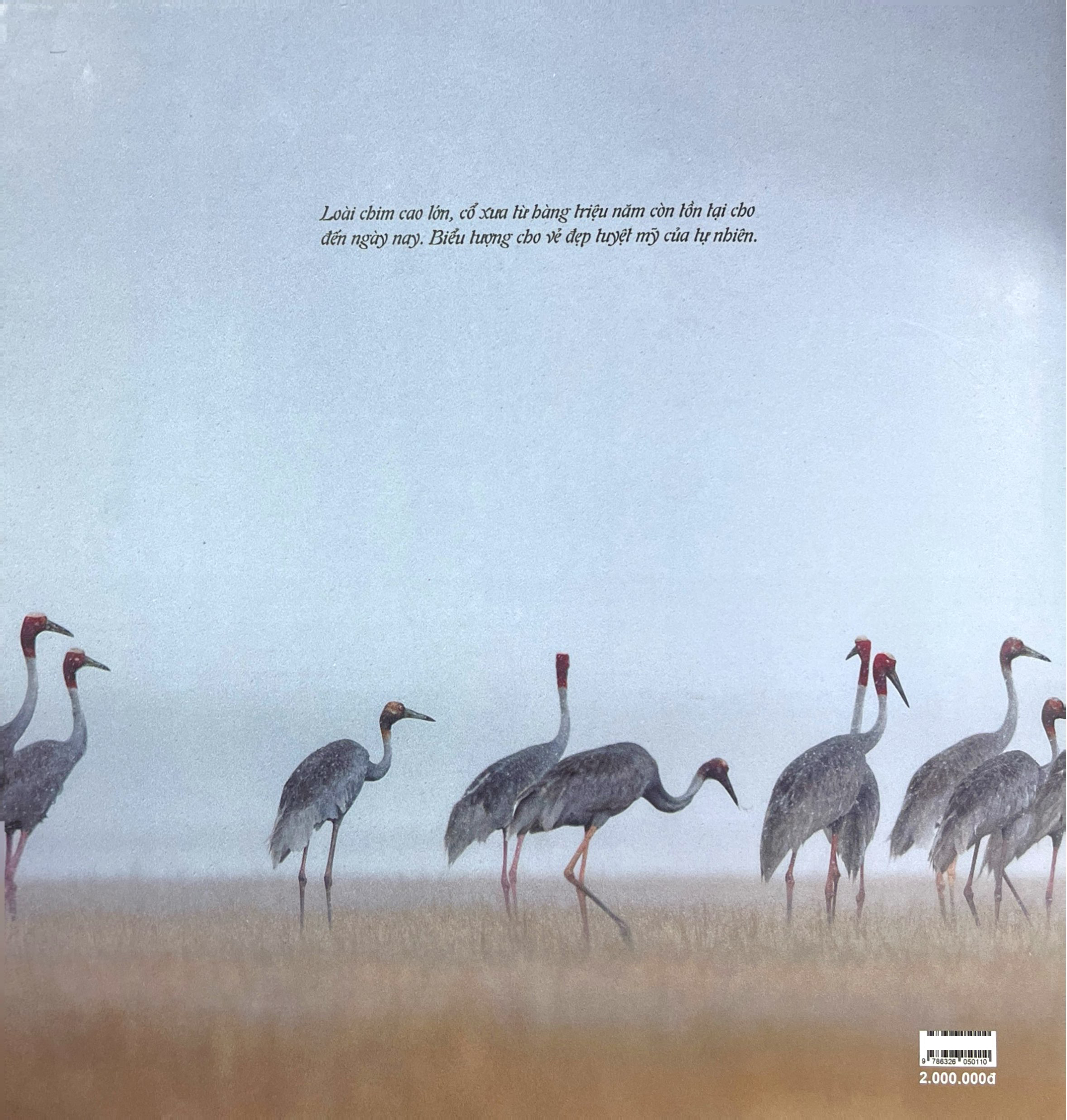 Seu Dau Do - Bia Cung