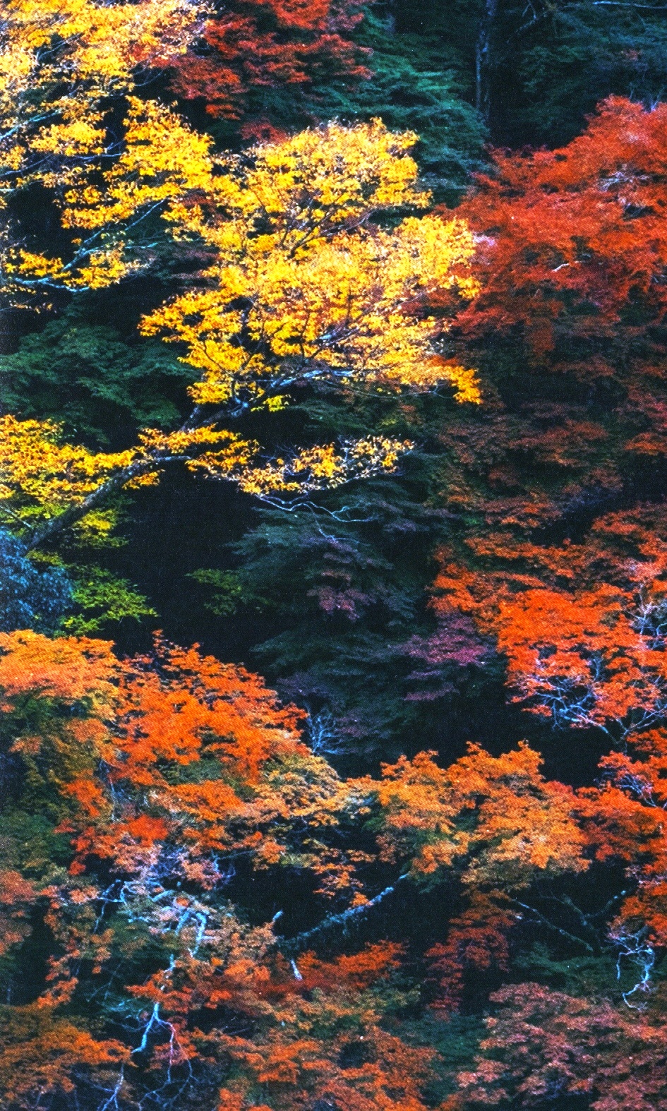 shinrin yoku - nghệ thuật tắm rừng của người nhật