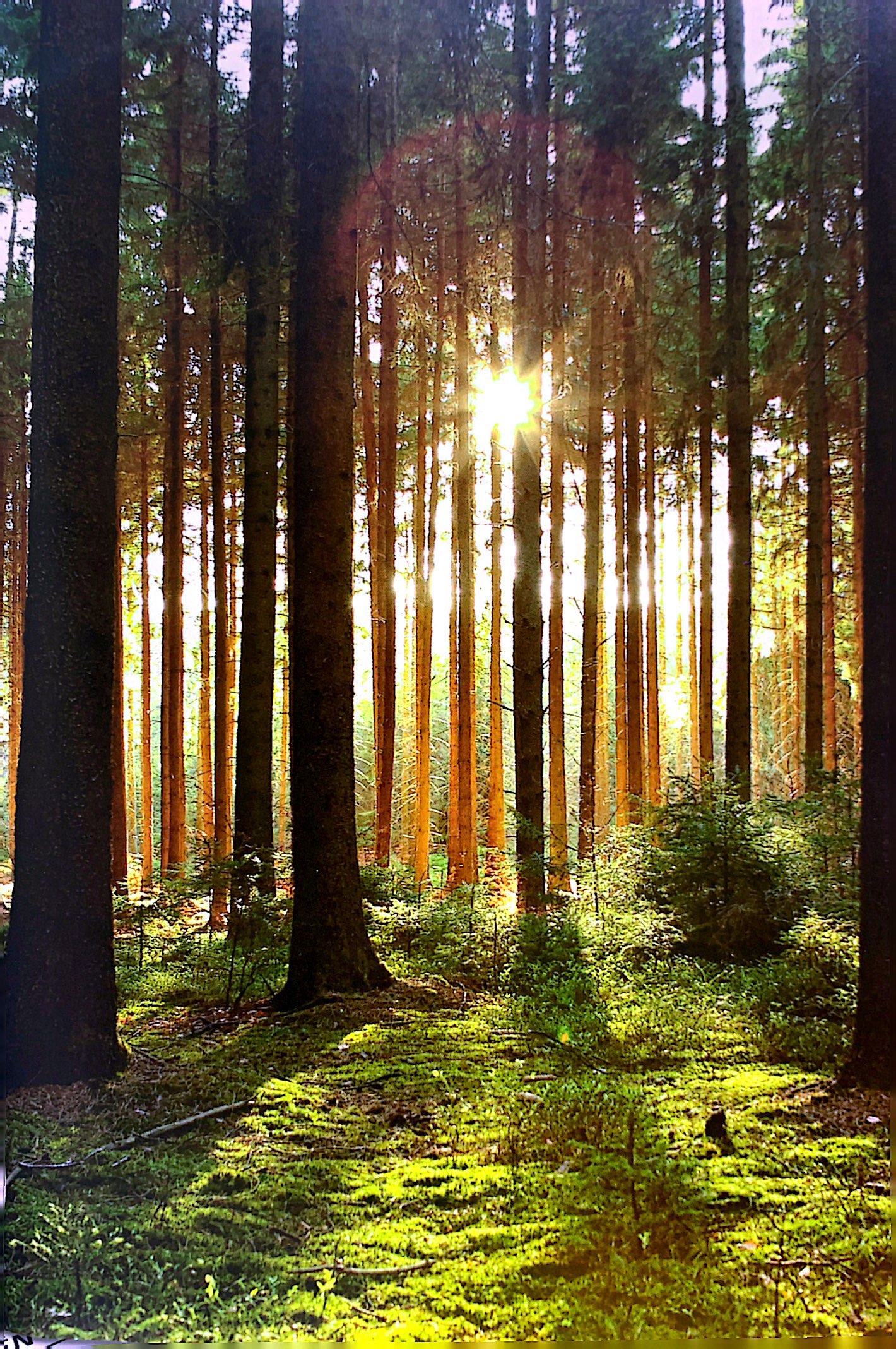 sinh tồn giữa thiên nhiên cẩm nang toàn tập về dã ngoại