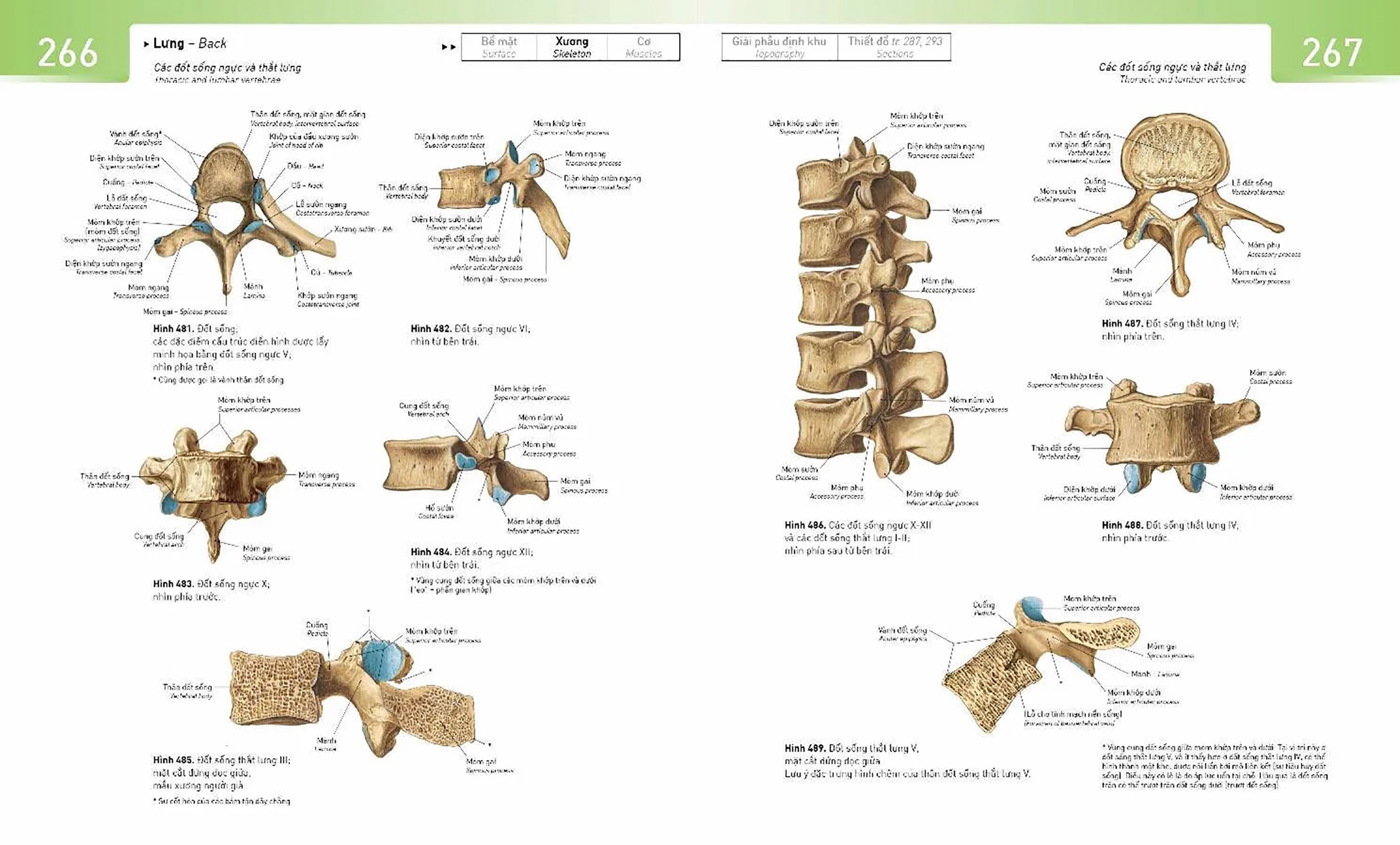 sobotta atlas giải phẫu người