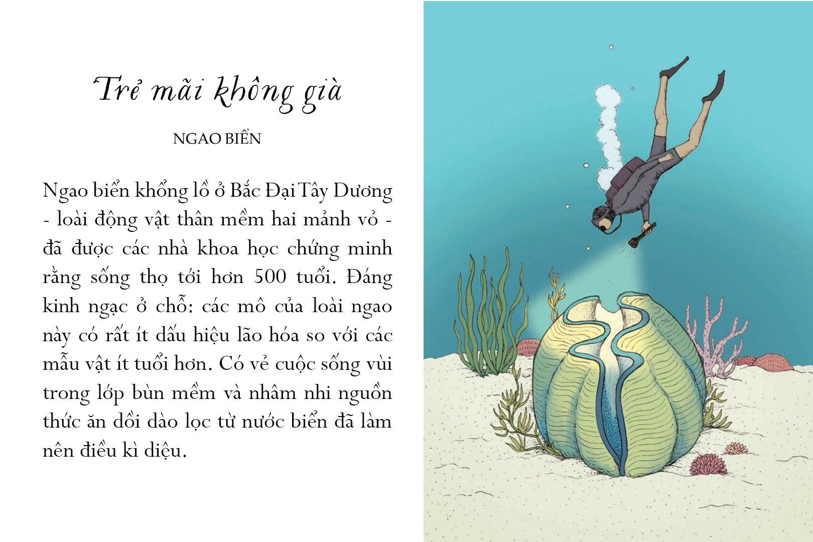 sống một đời tựa biển khơi - những bài học trí tuệ nhẹ nhàng sâu lắng của đại dương