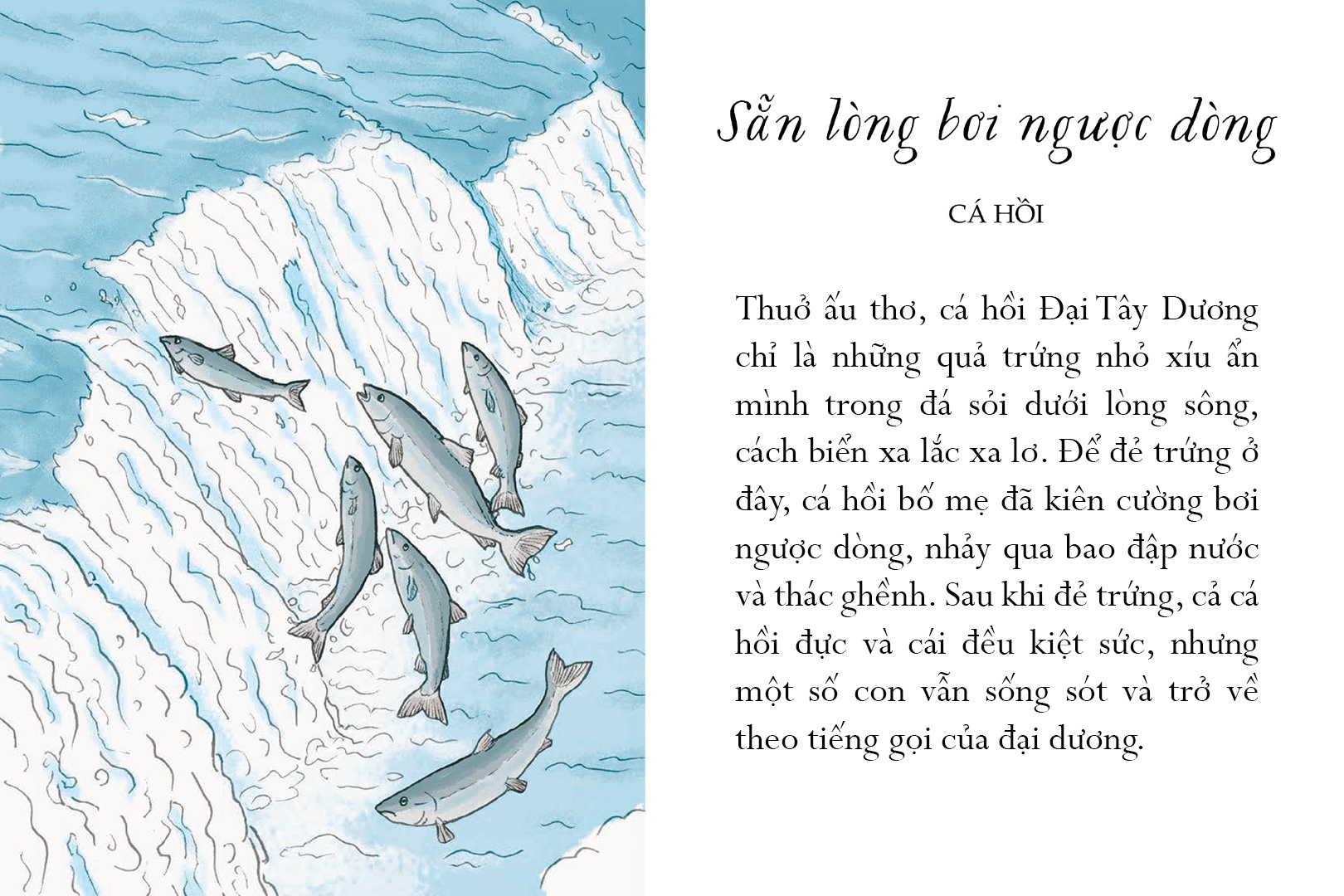 sống một đời tựa biển khơi - những bài học trí tuệ nhẹ nhàng sâu lắng của đại dương