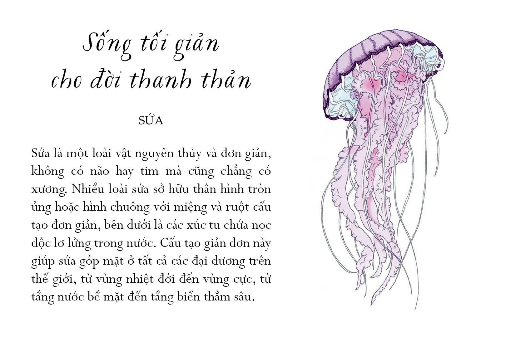 sống một đời tựa biển khơi - những bài học trí tuệ nhẹ nhàng sâu lắng của đại dương