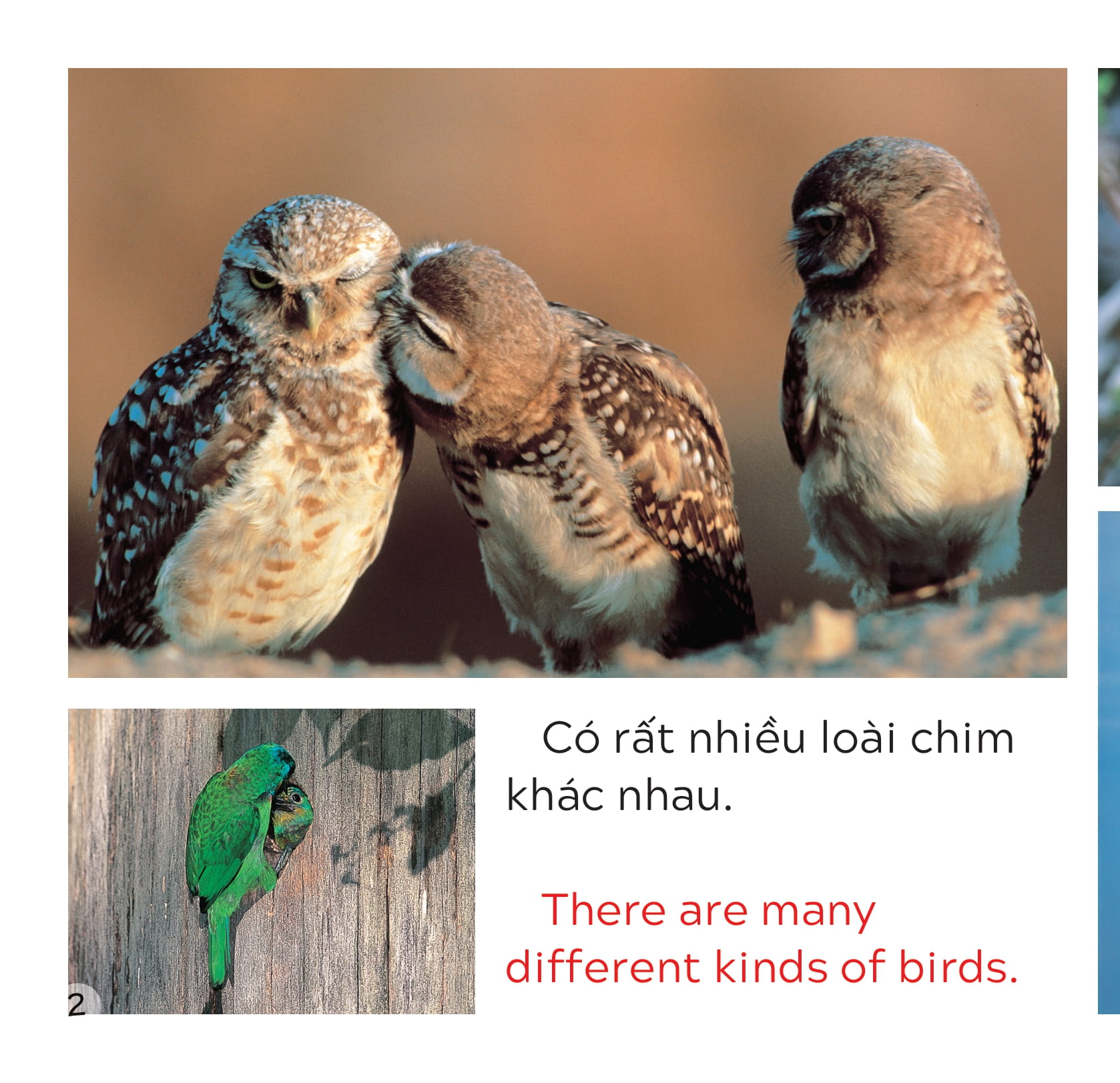 song ngữ việt anh - khám phá thế giới - các loài chim - birds