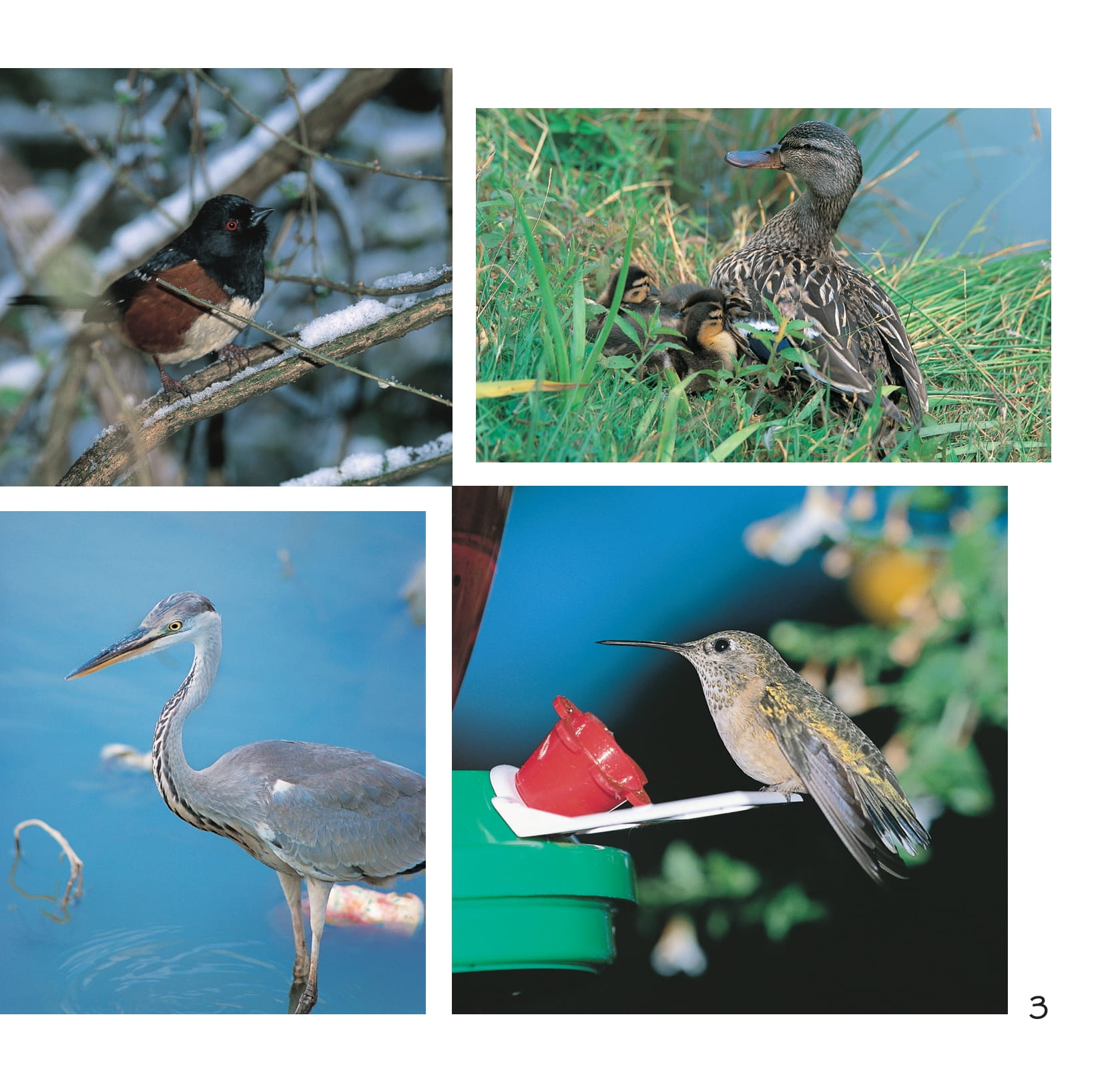 song ngữ việt anh - khám phá thế giới - các loài chim - birds