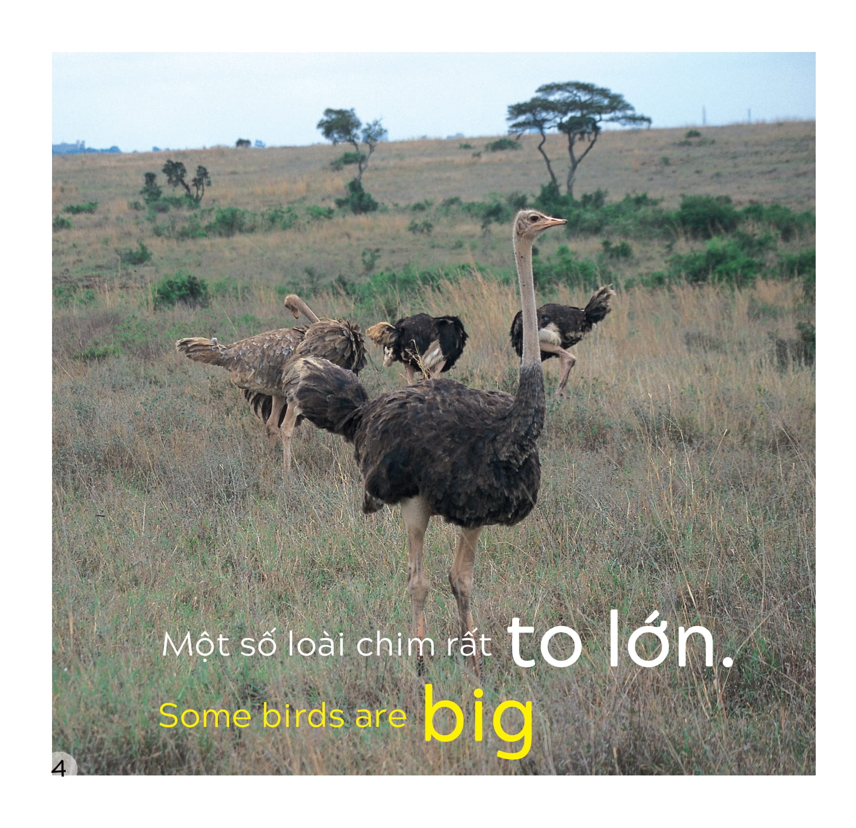 song ngữ việt anh - khám phá thế giới - các loài chim - birds