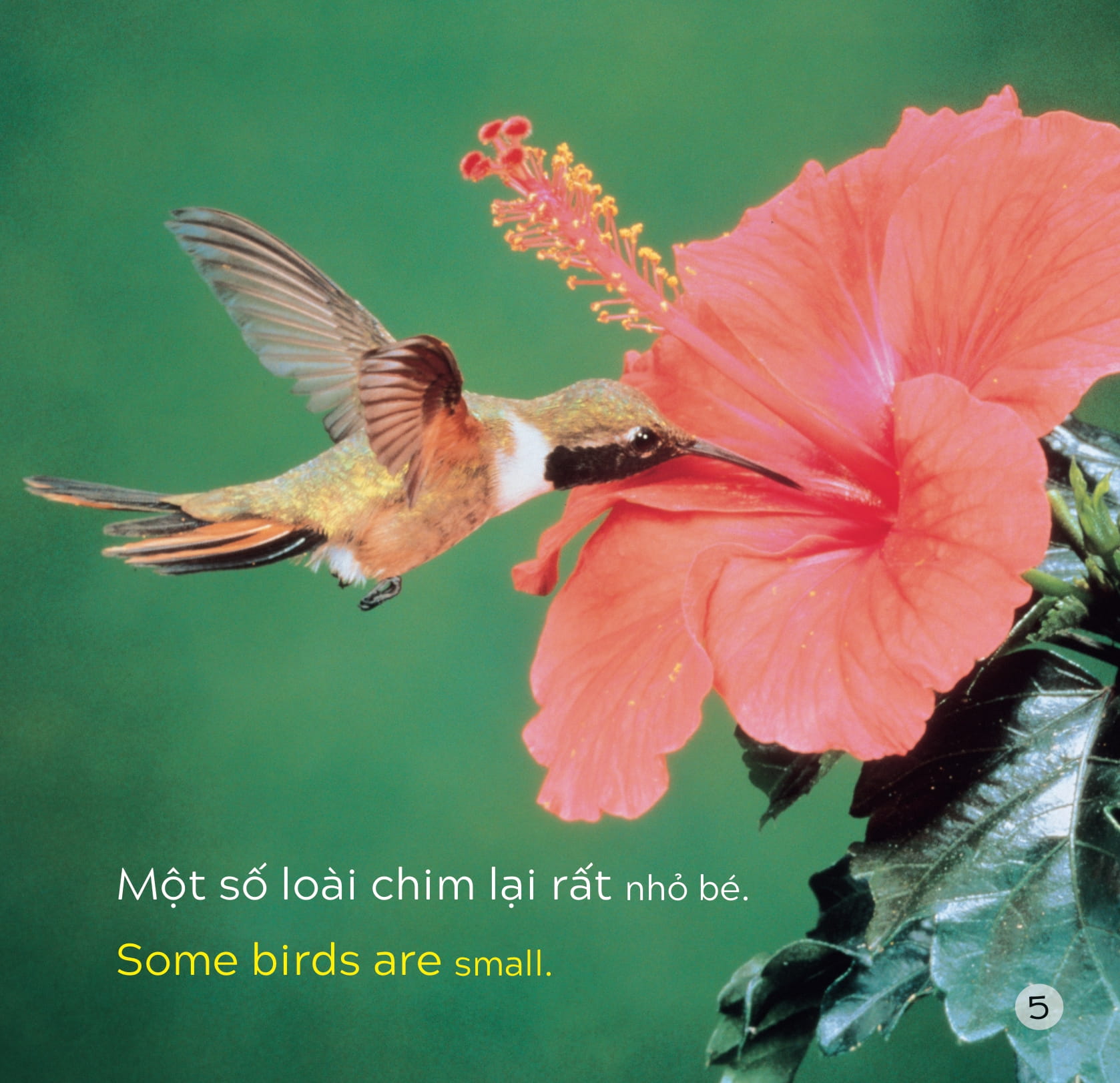 song ngữ việt anh - khám phá thế giới - các loài chim - birds