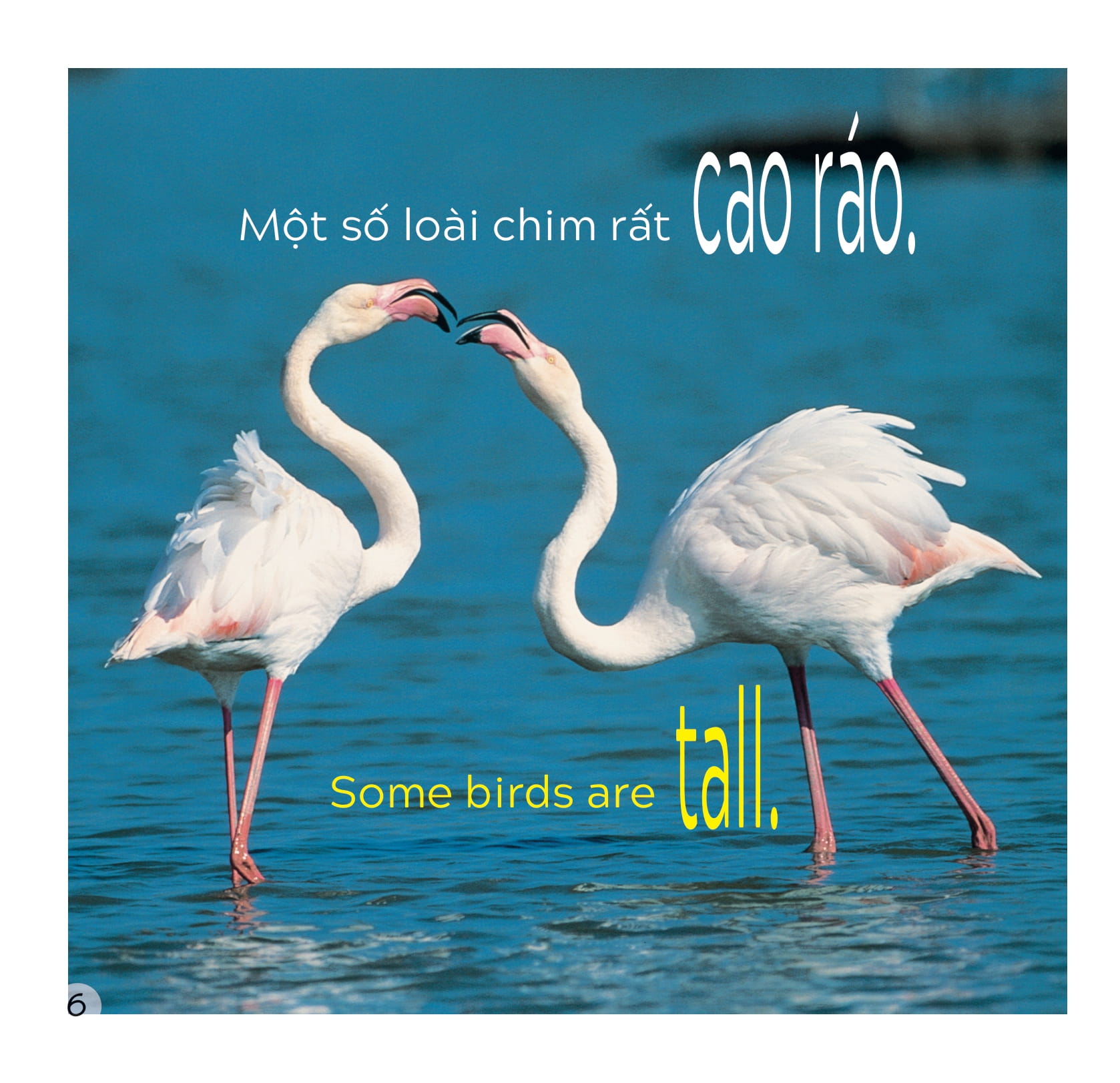 song ngữ việt anh - khám phá thế giới - các loài chim - birds
